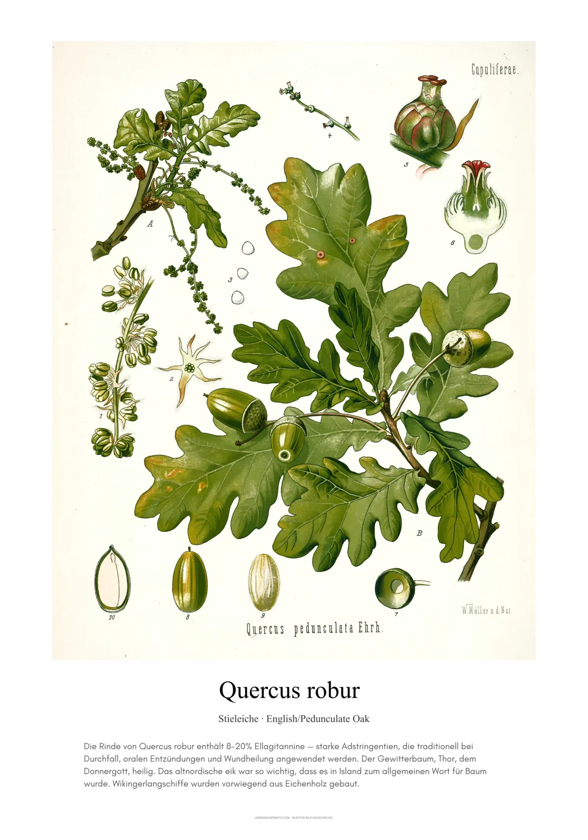 Quercus robur