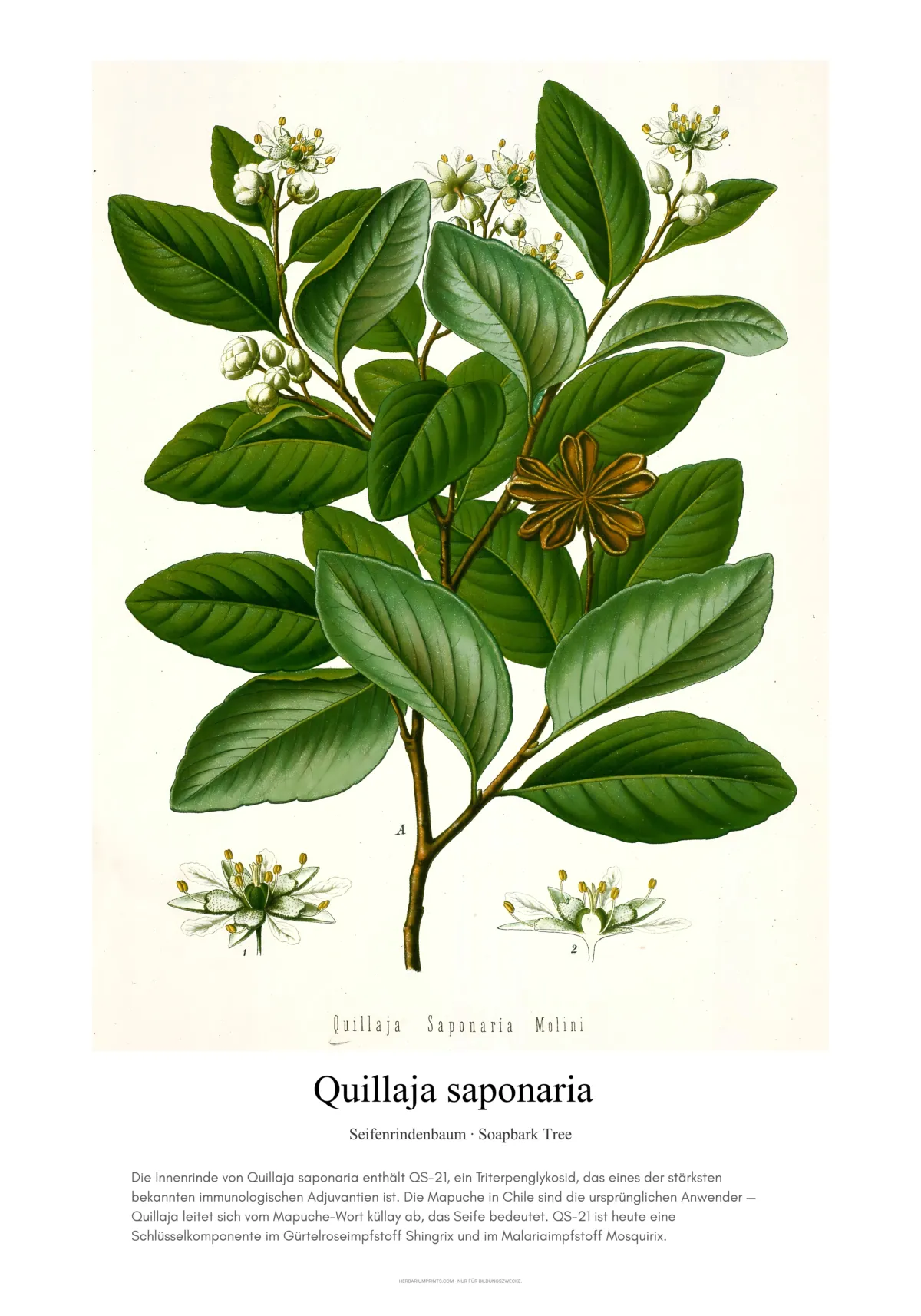 Quillaja saponaria
