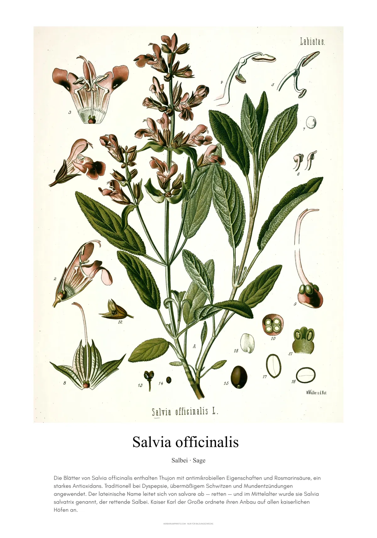 Salvia officinalis