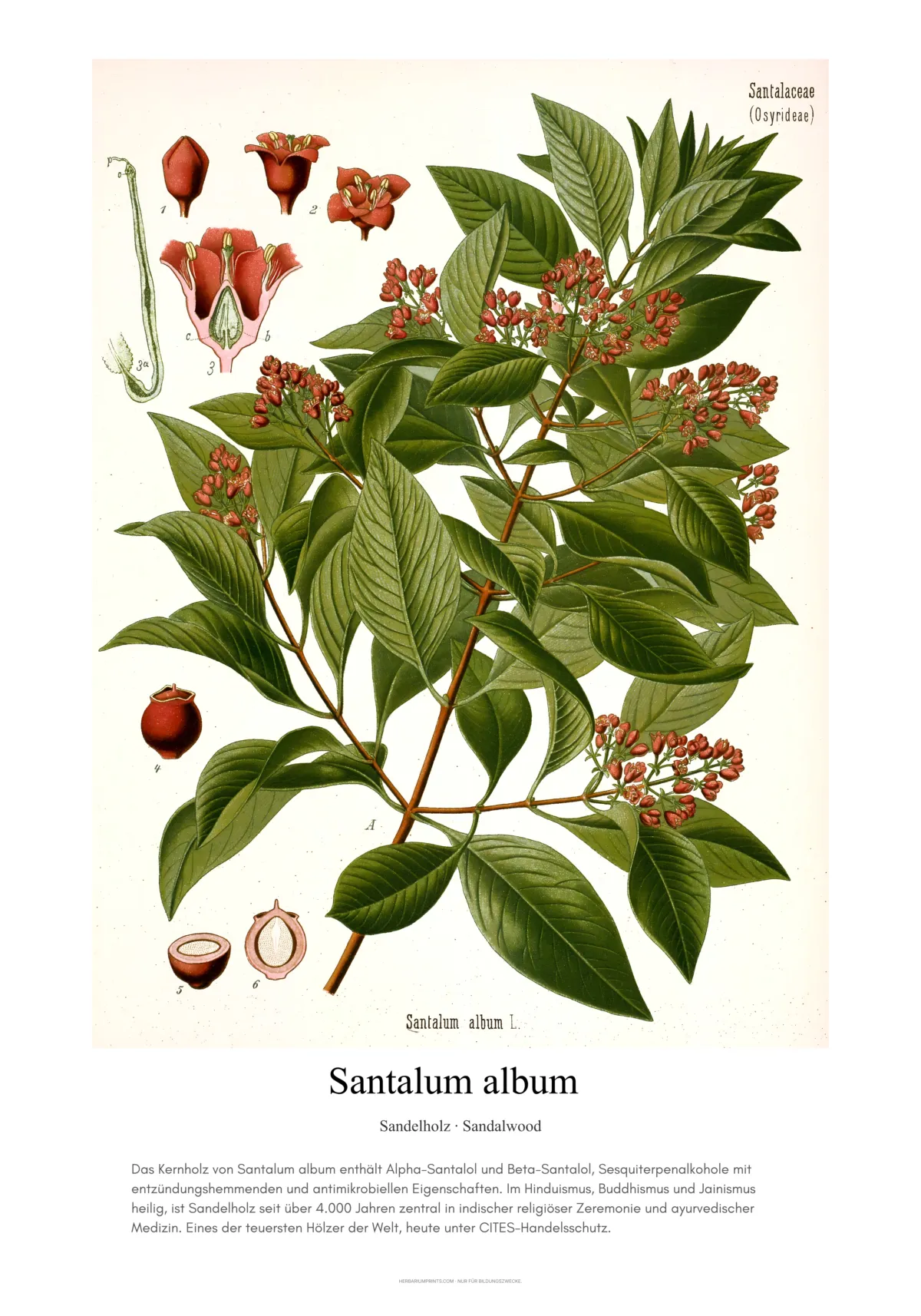 Santalum album