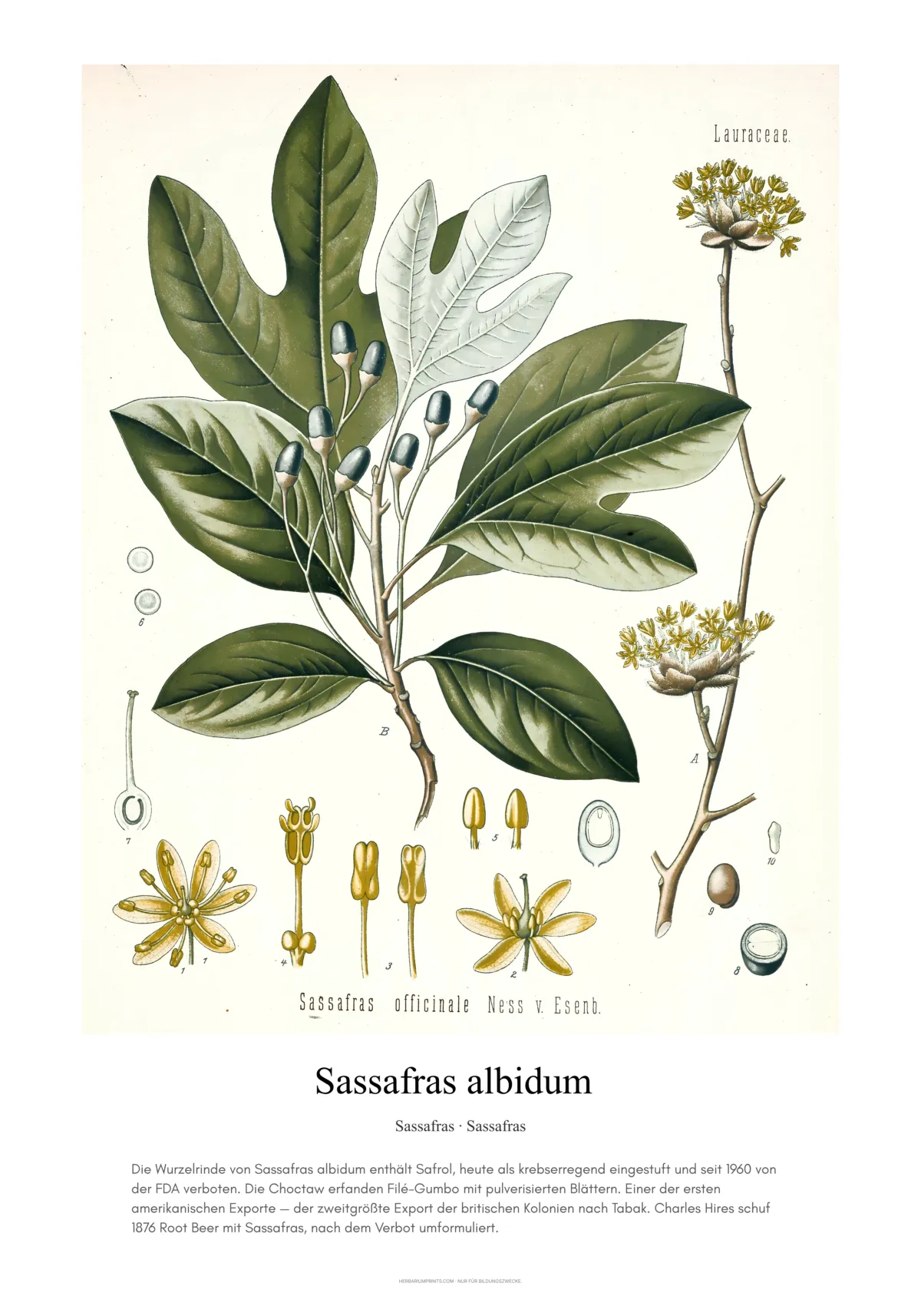 Sassafras albidum