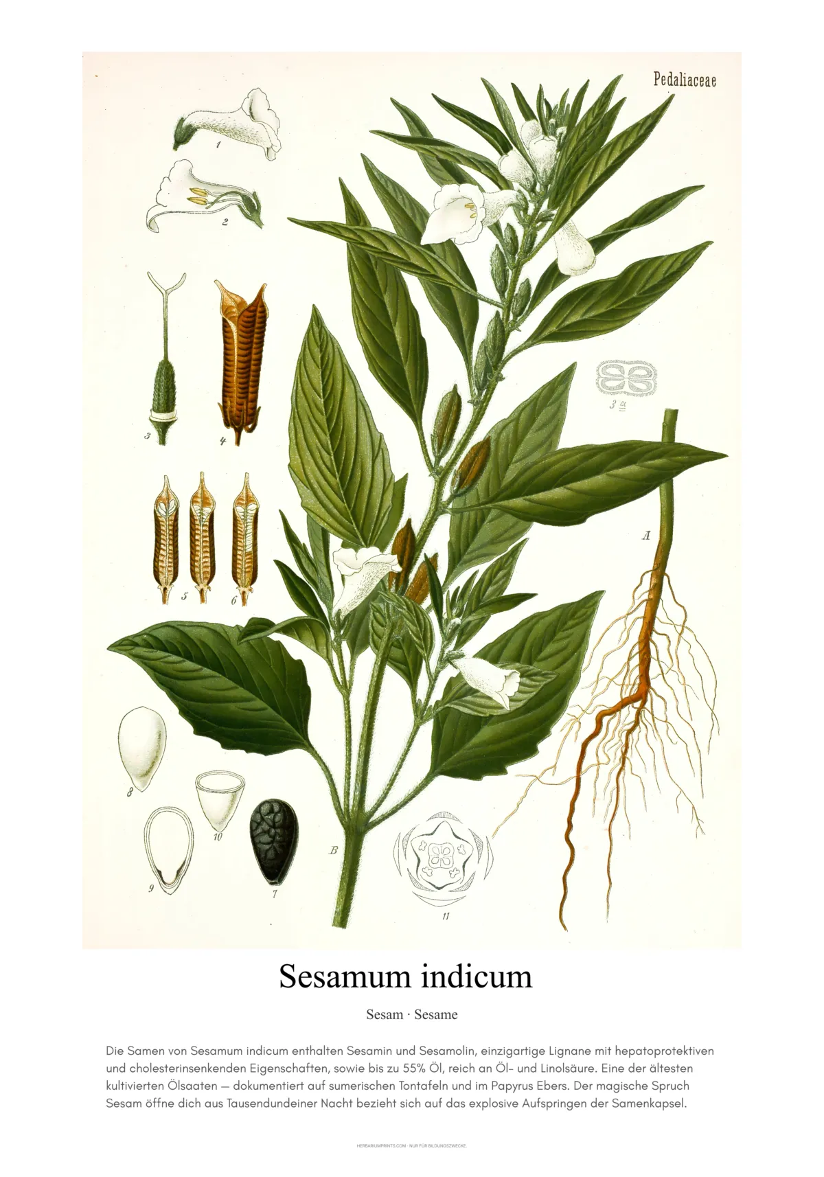 Sesamum indicum