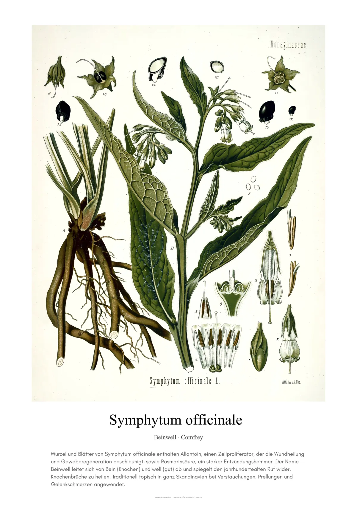 Symphytum officinale
