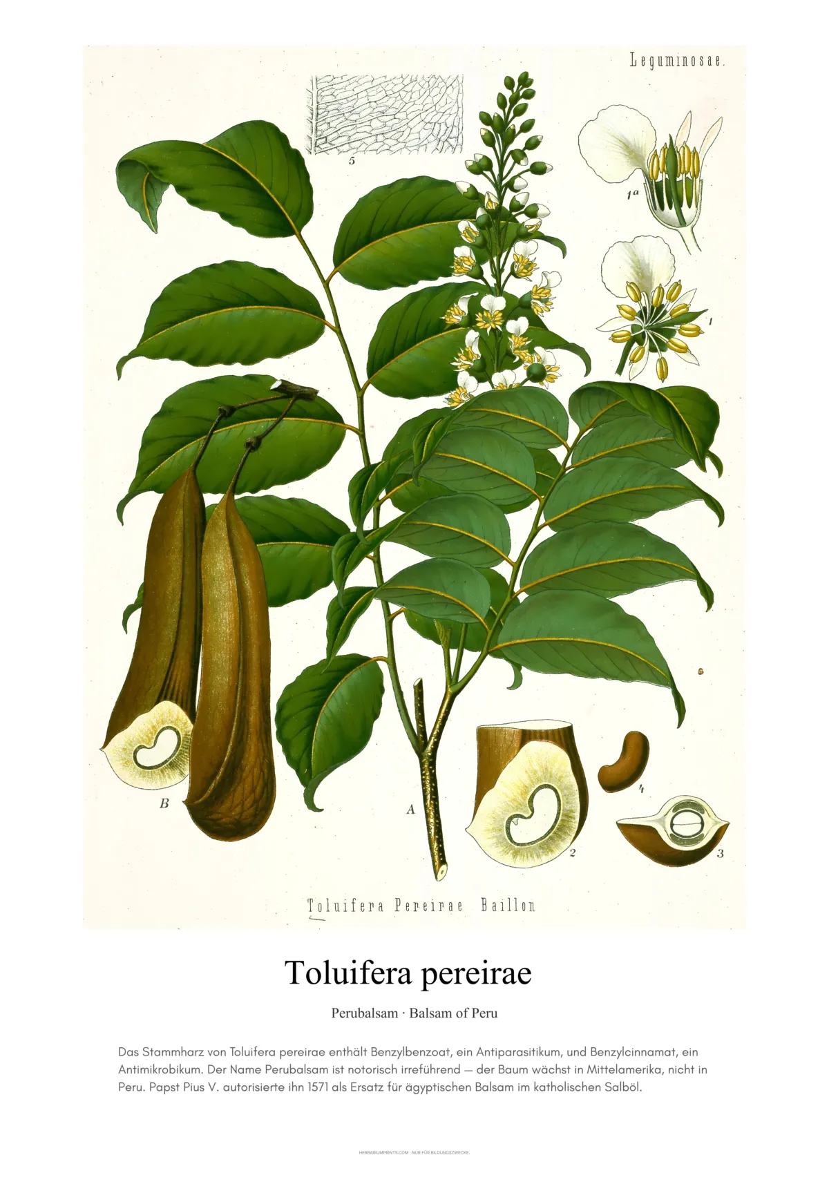 Toluifera pereirae