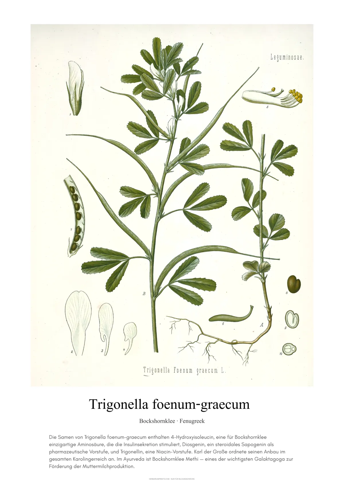 Trigonella foenum-graecum