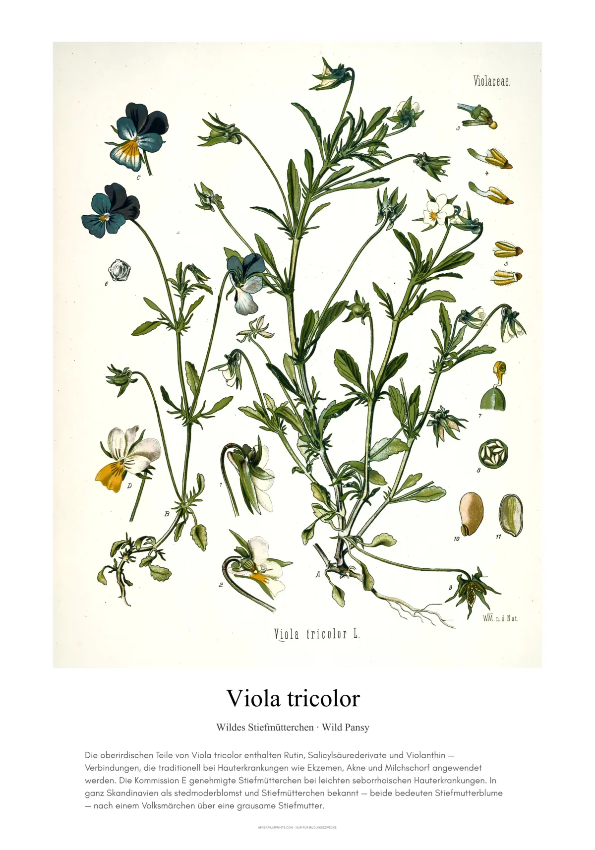 Viola tricolor