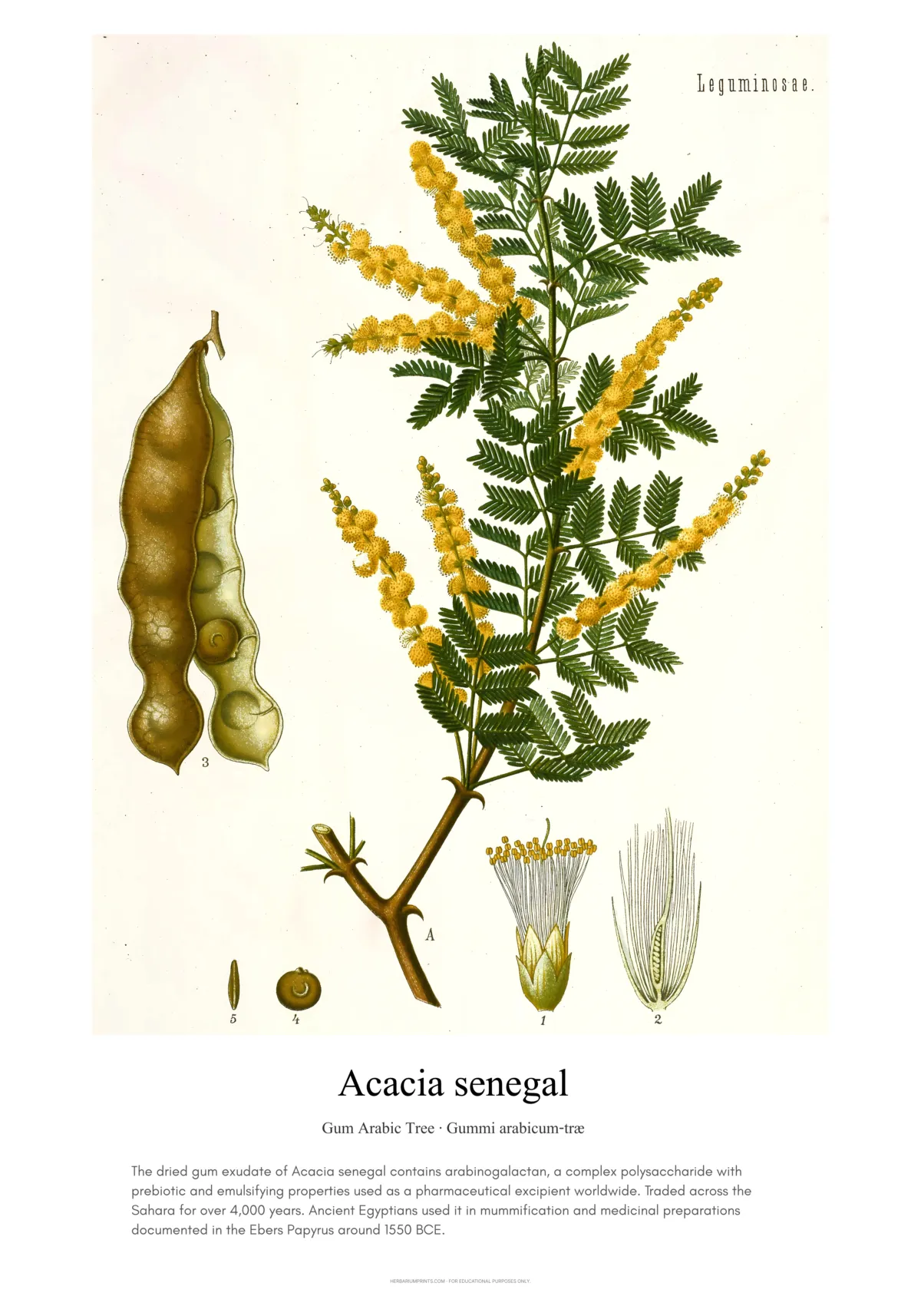Acacia senegal