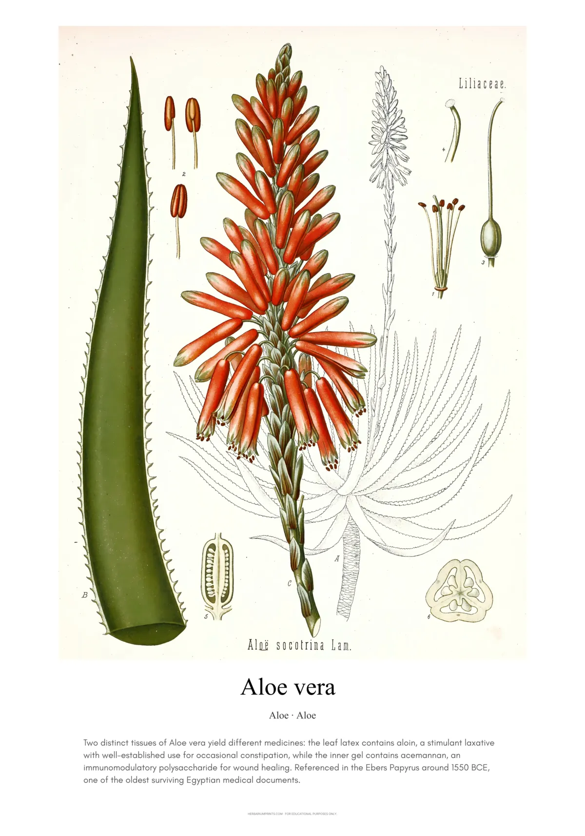 Aloe vera