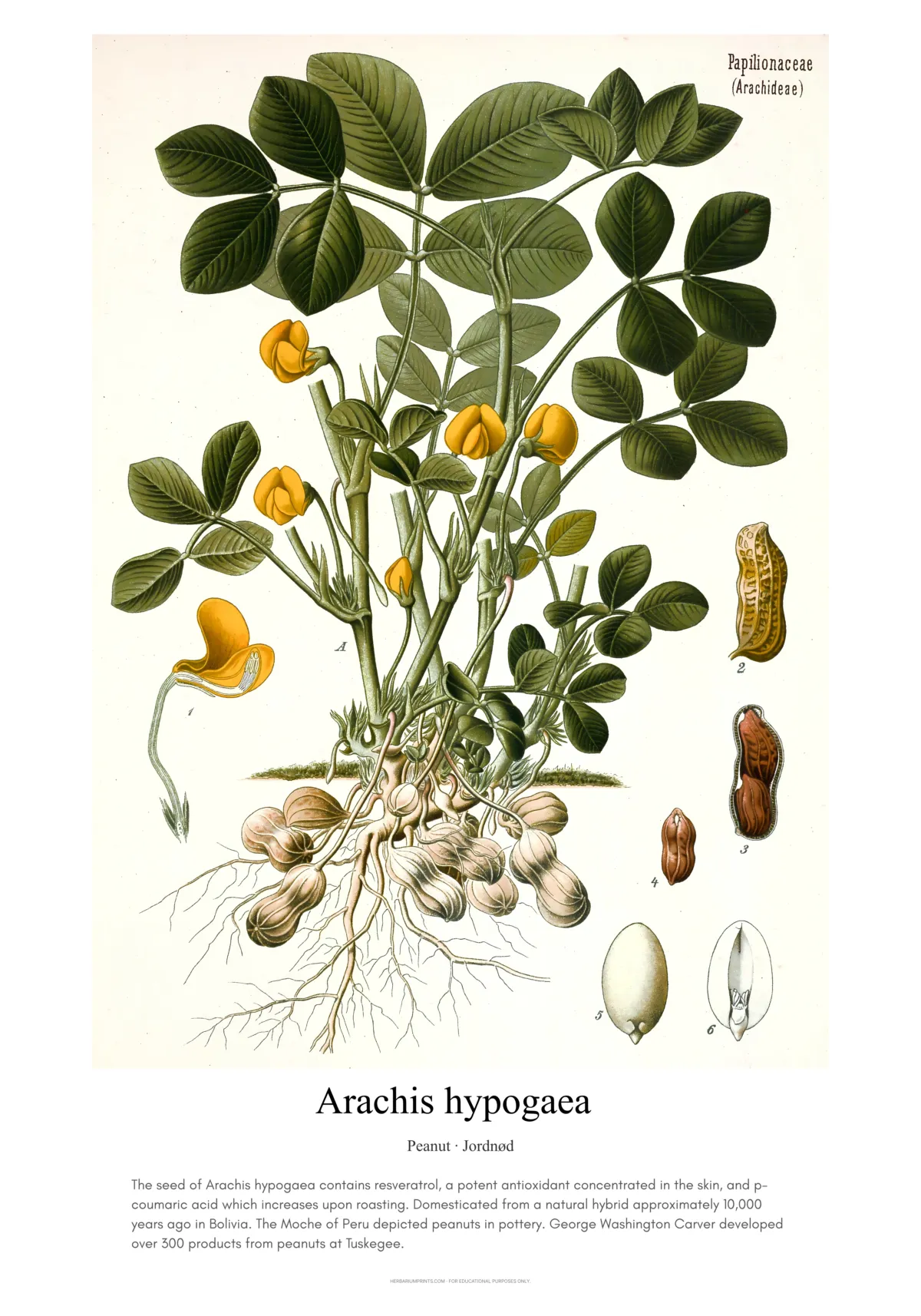 Arachis hypogaea