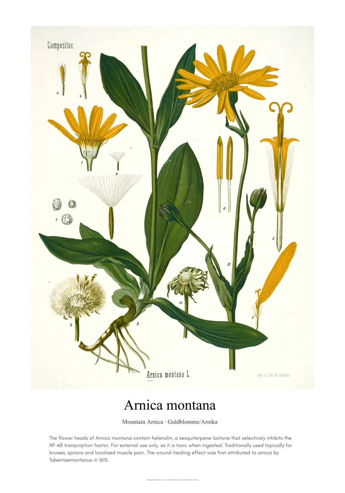 Arnica montana