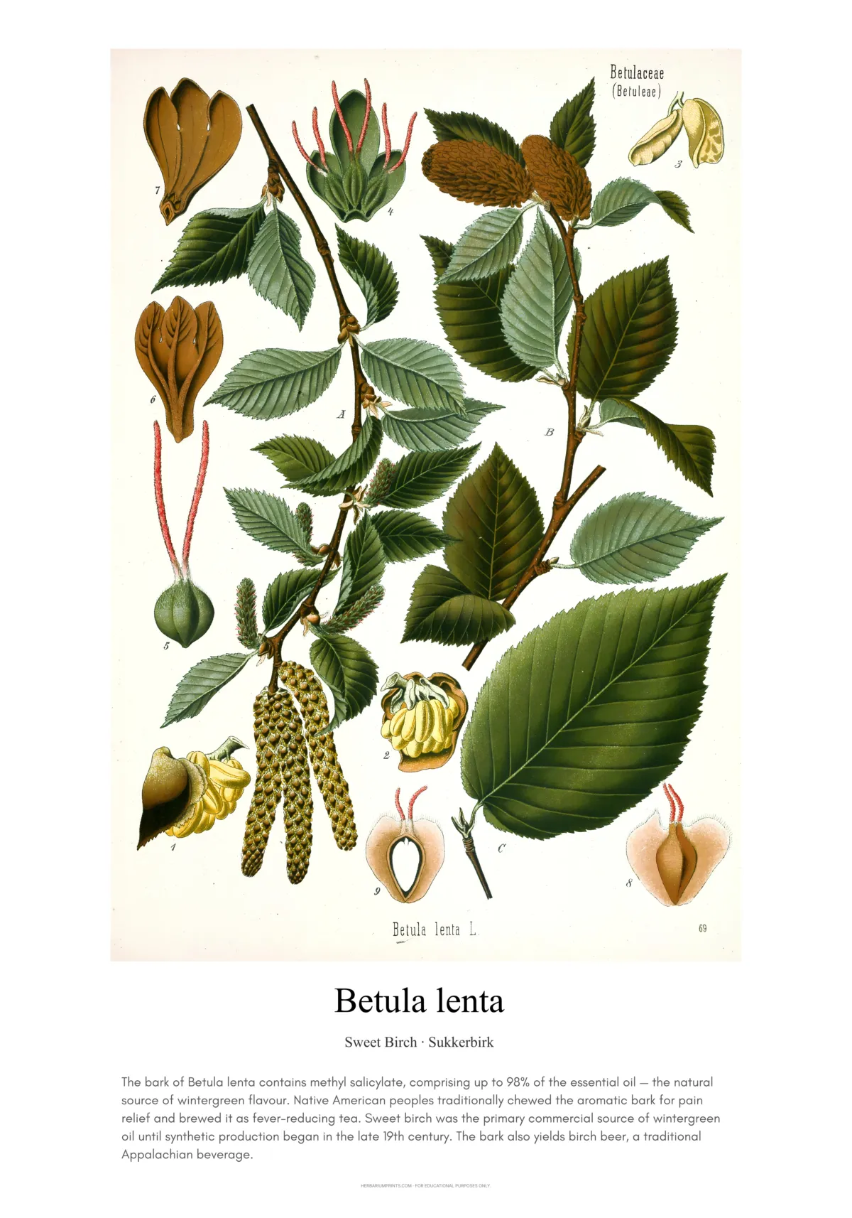 Betula lenta