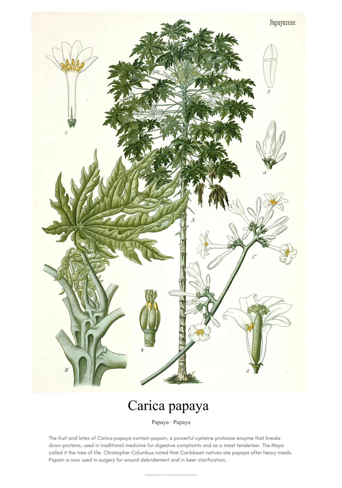 Carica papaya