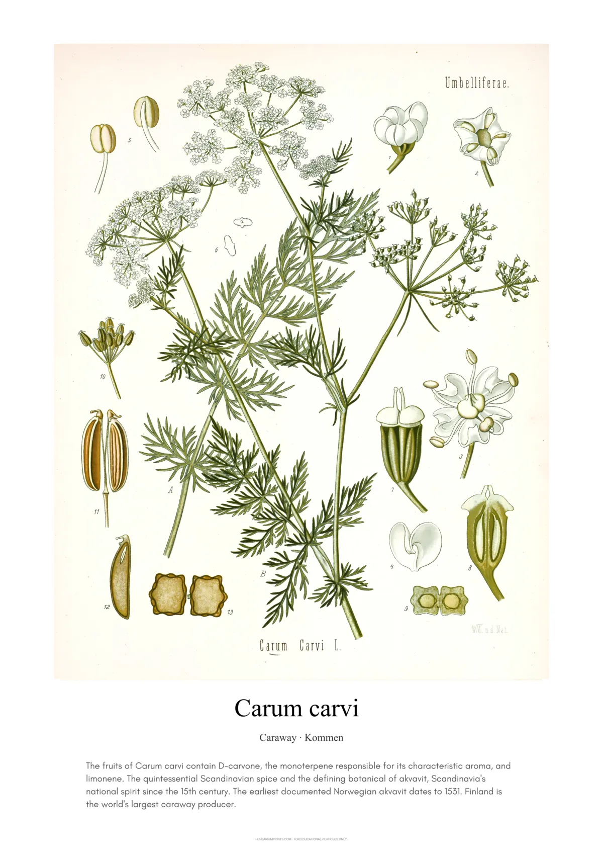 Carum carvi