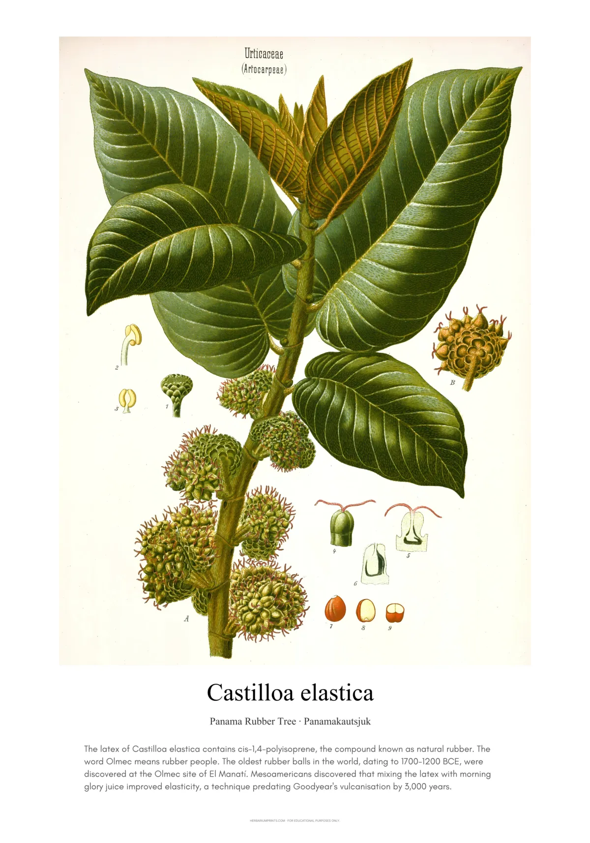 Castilloa elastica