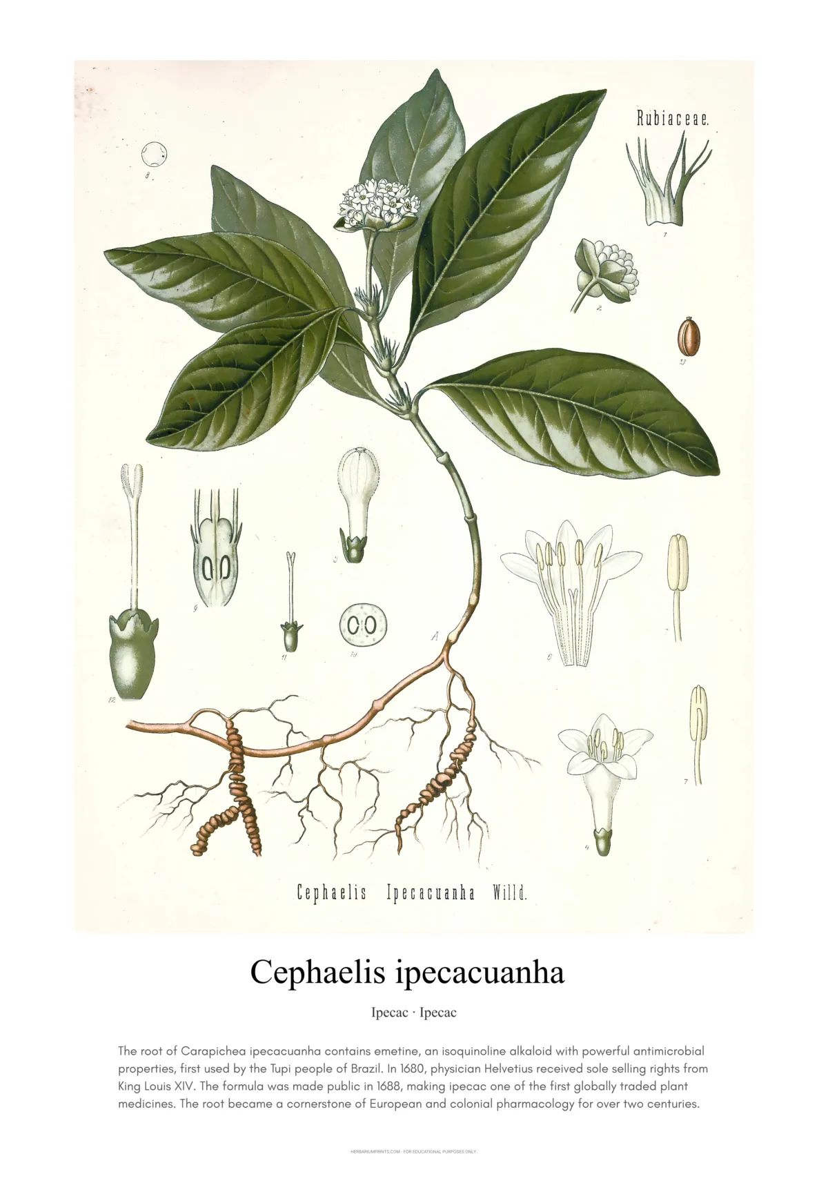 Cephaelis ipecacuanha
