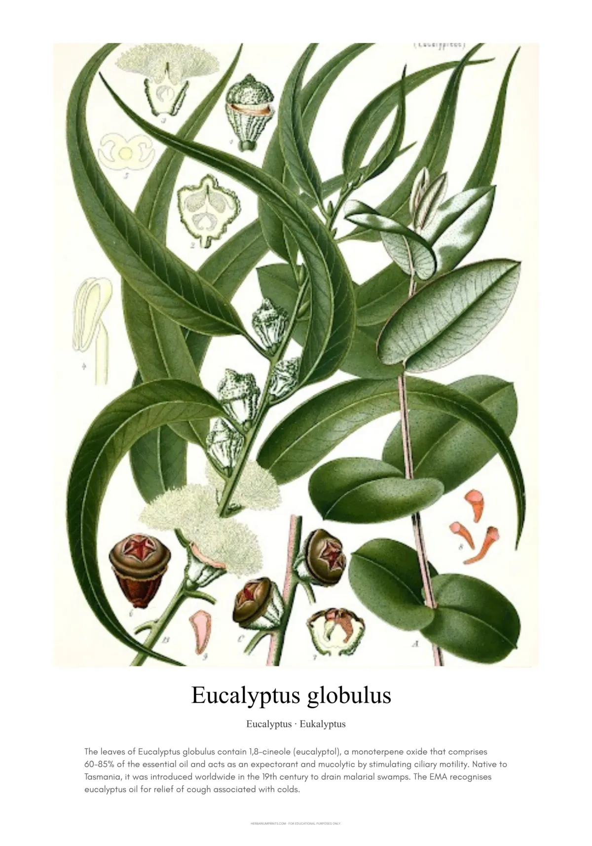 Eucalyptus globulus
