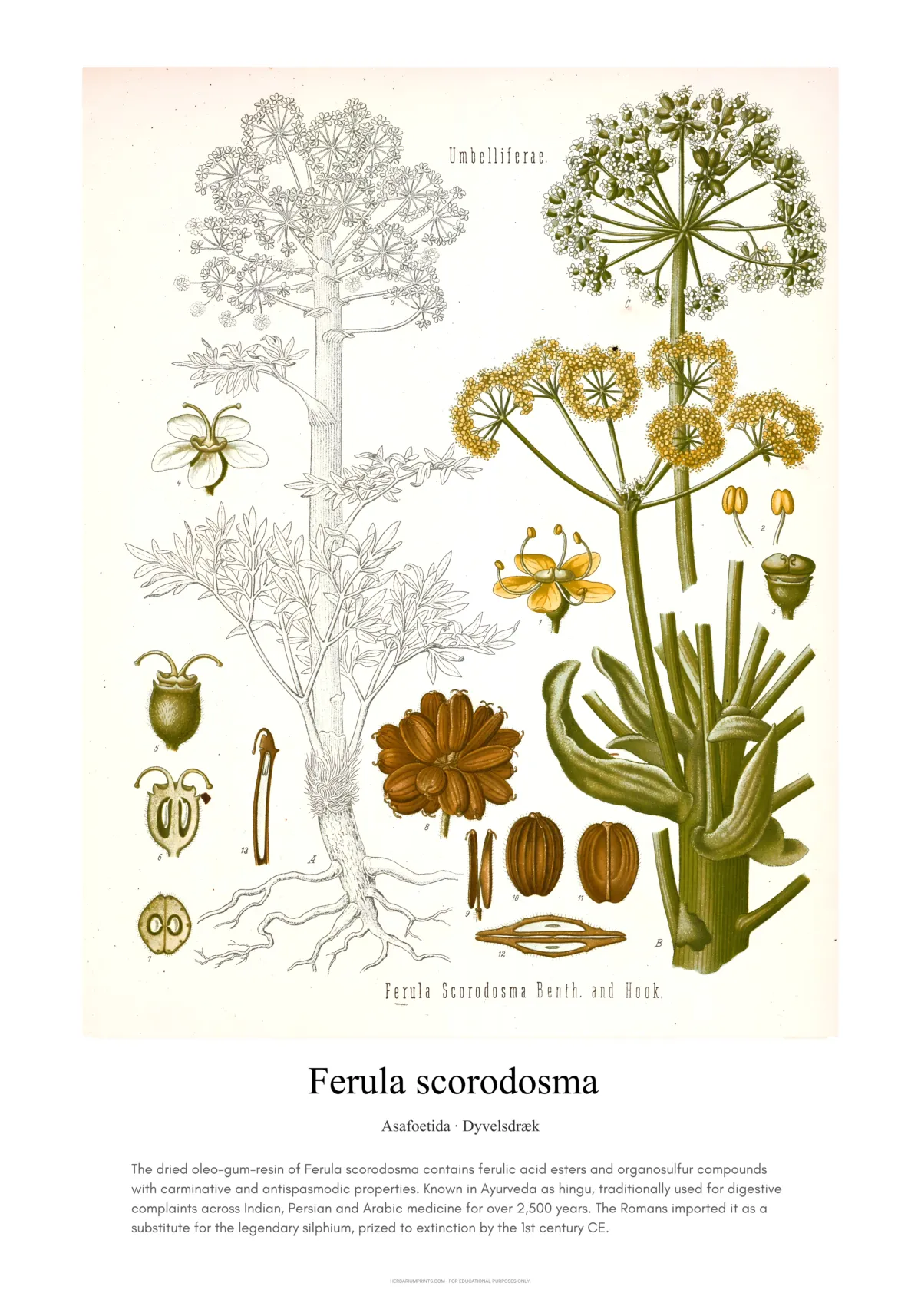Ferula scorodosma