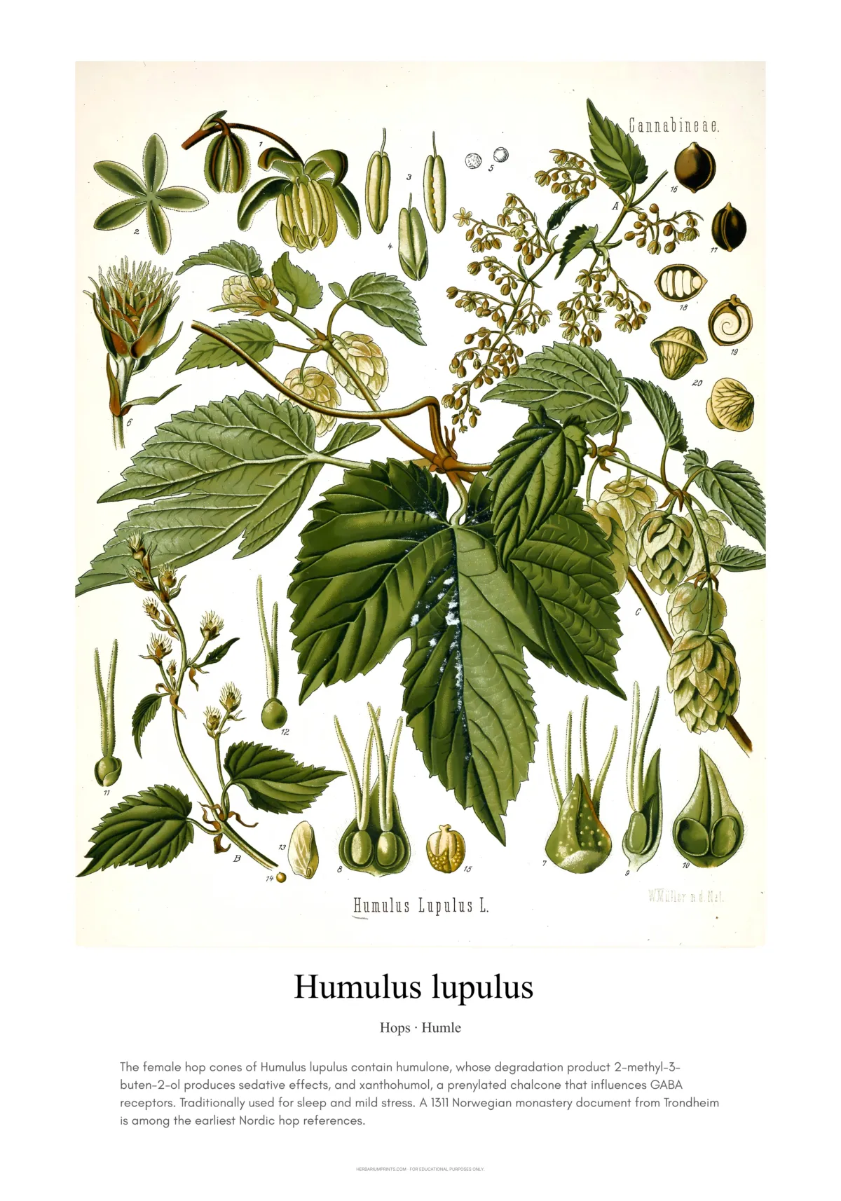 Humulus lupulus