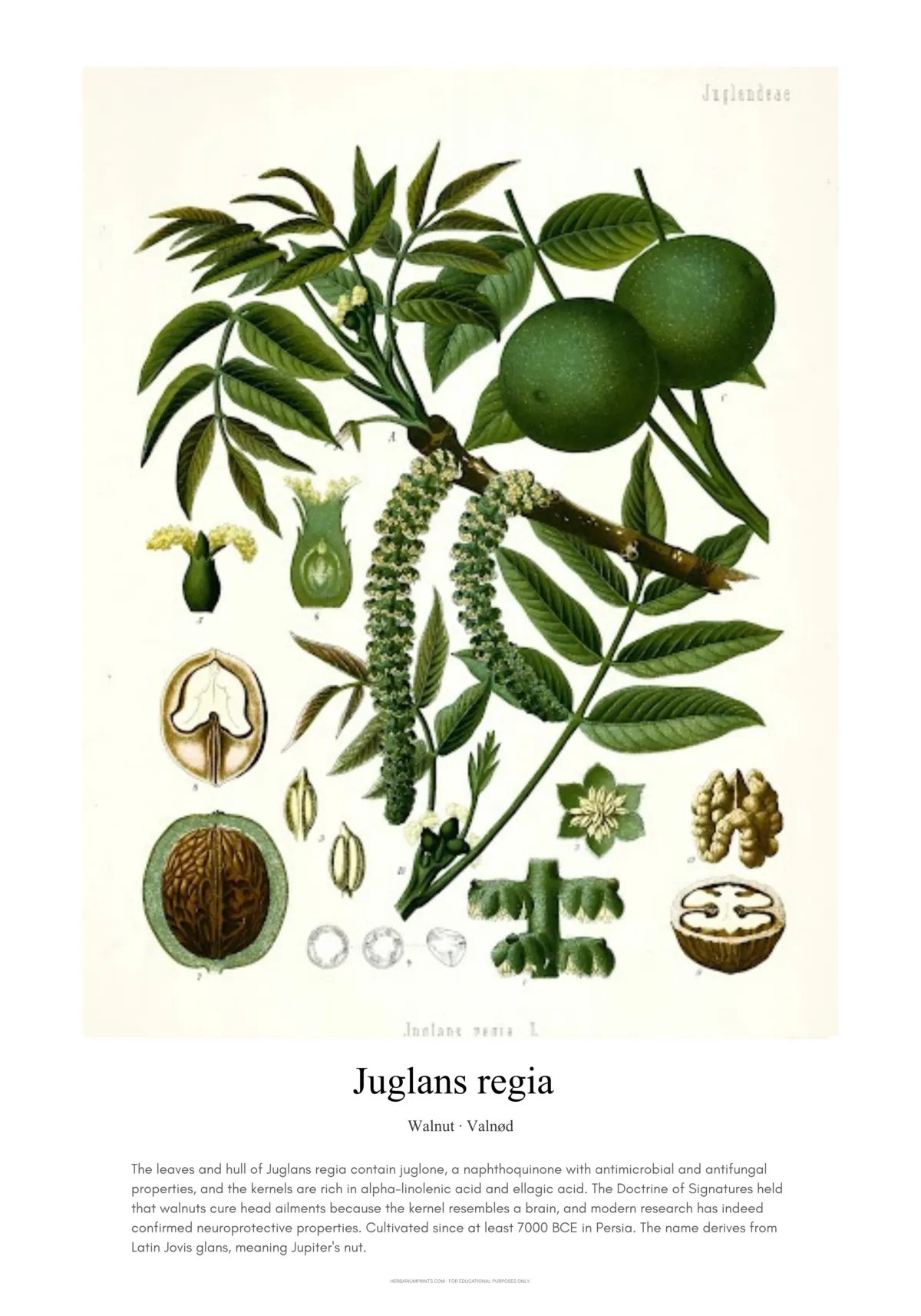 Juglans regia