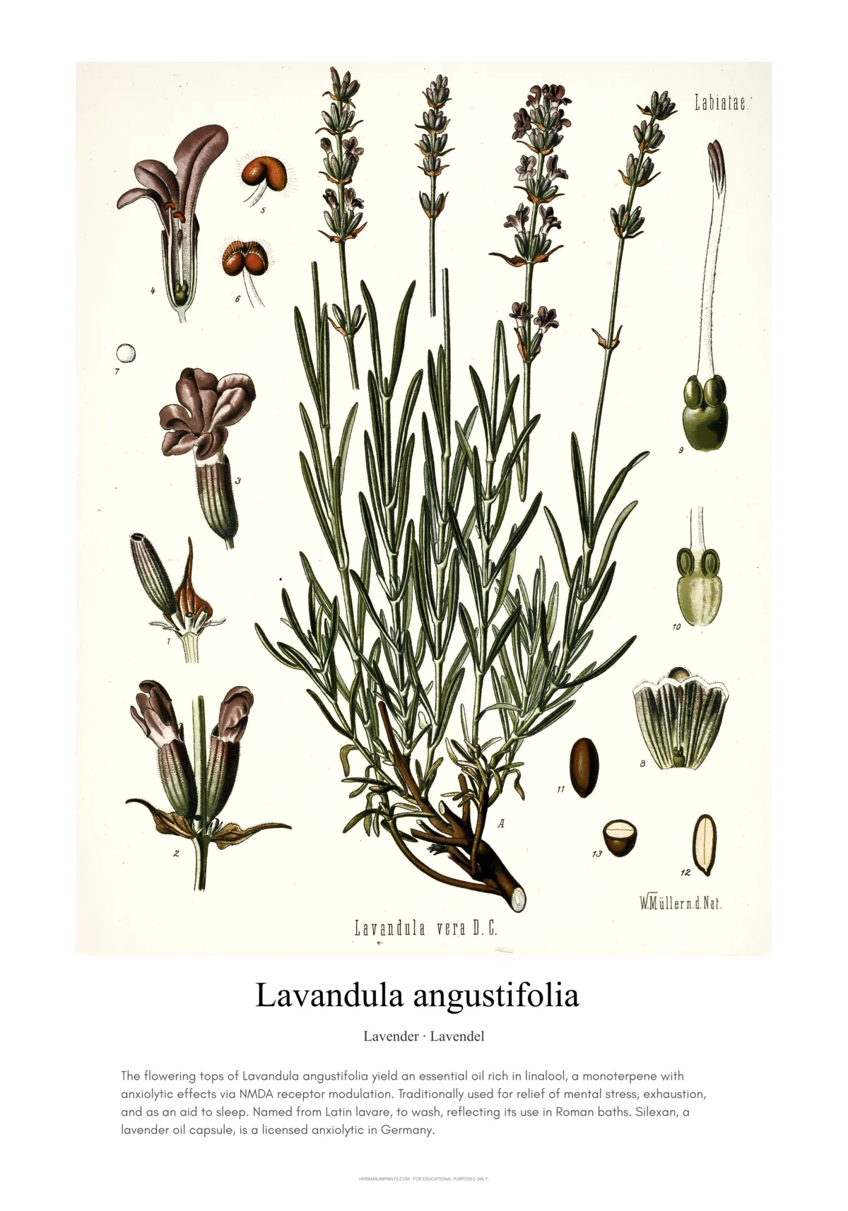 Lavandula angustifolia