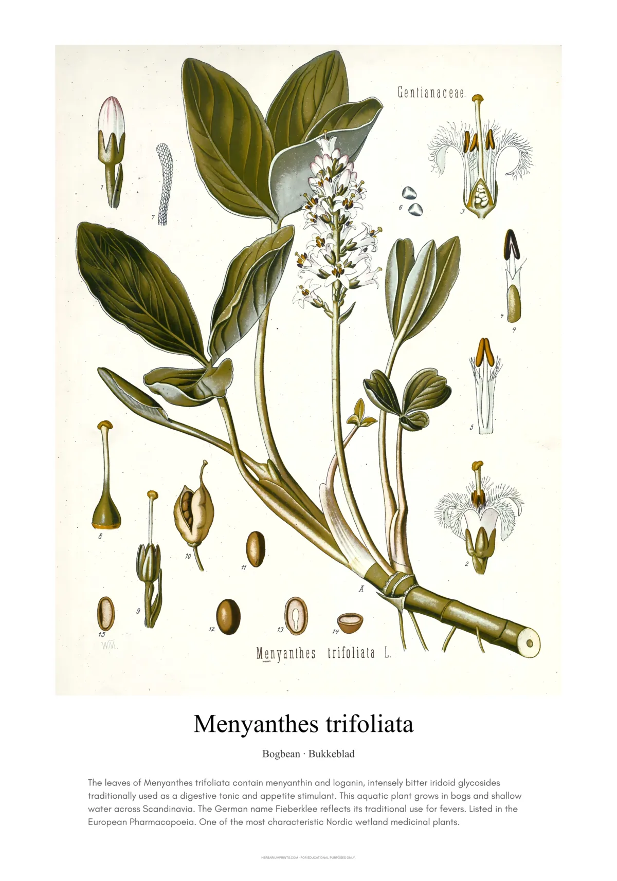 Menyanthes trifoliata