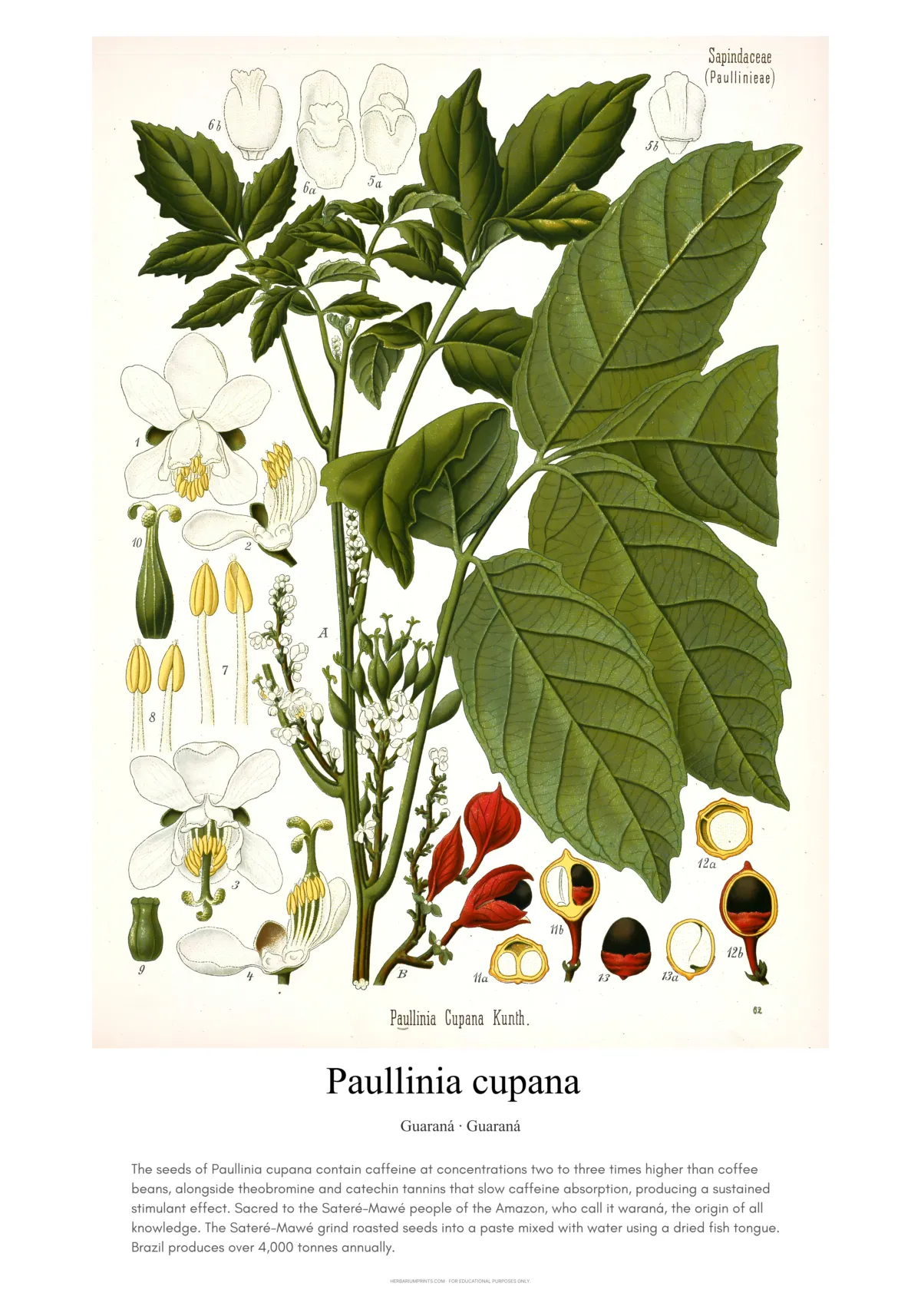 Paullinia cupana