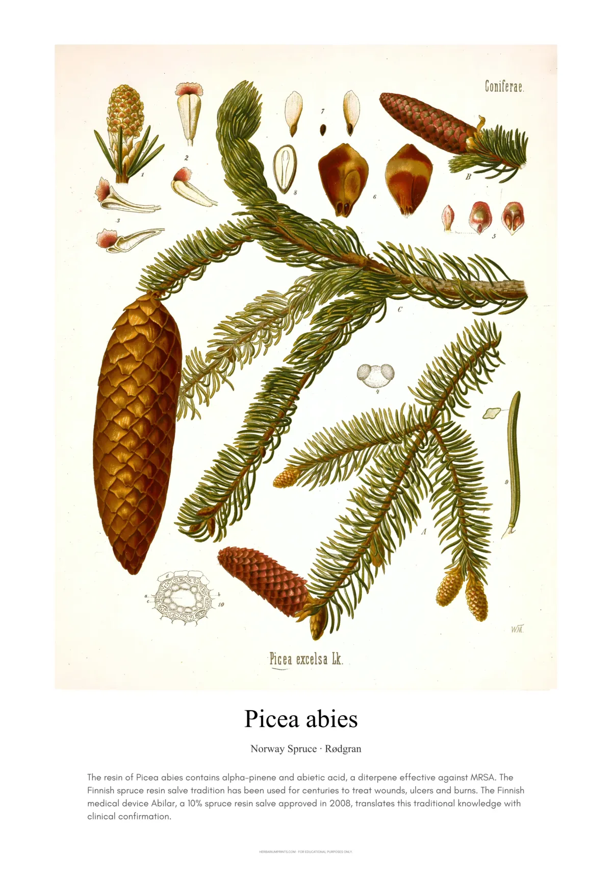 Picea abies