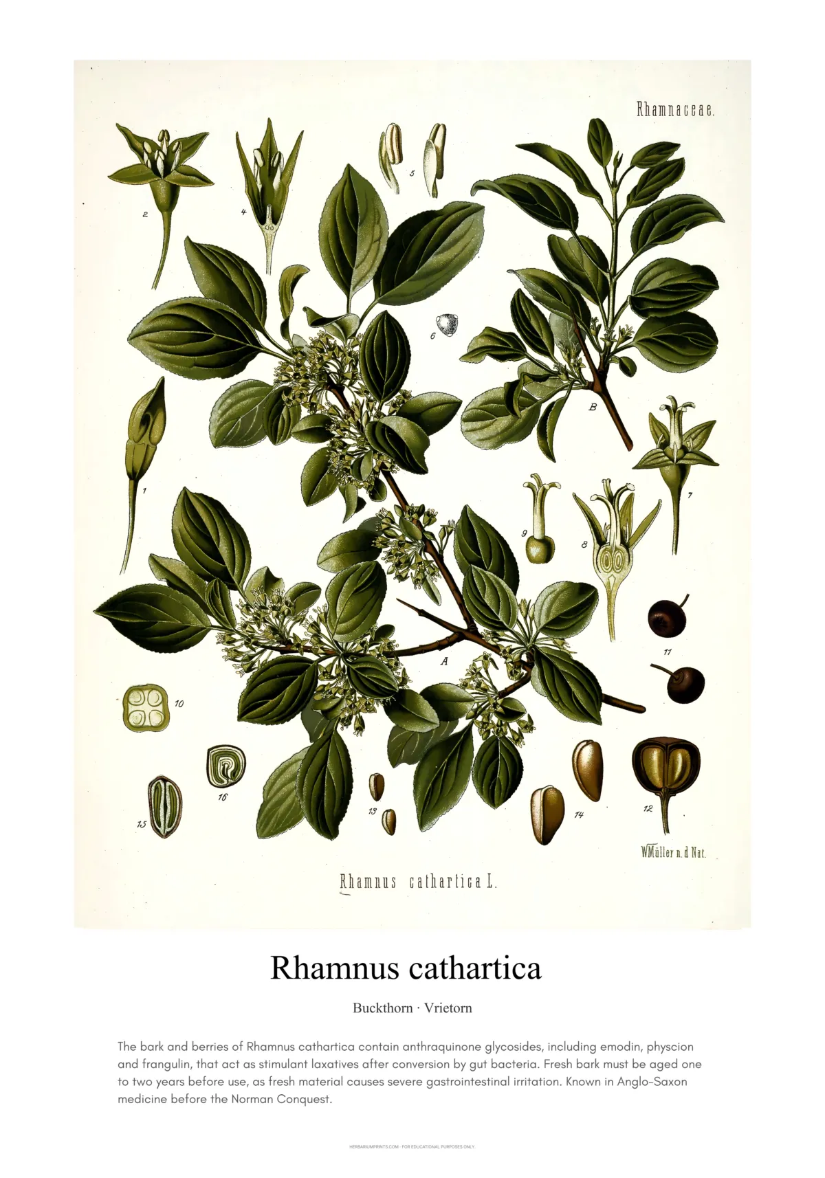 Rhamnus cathartica