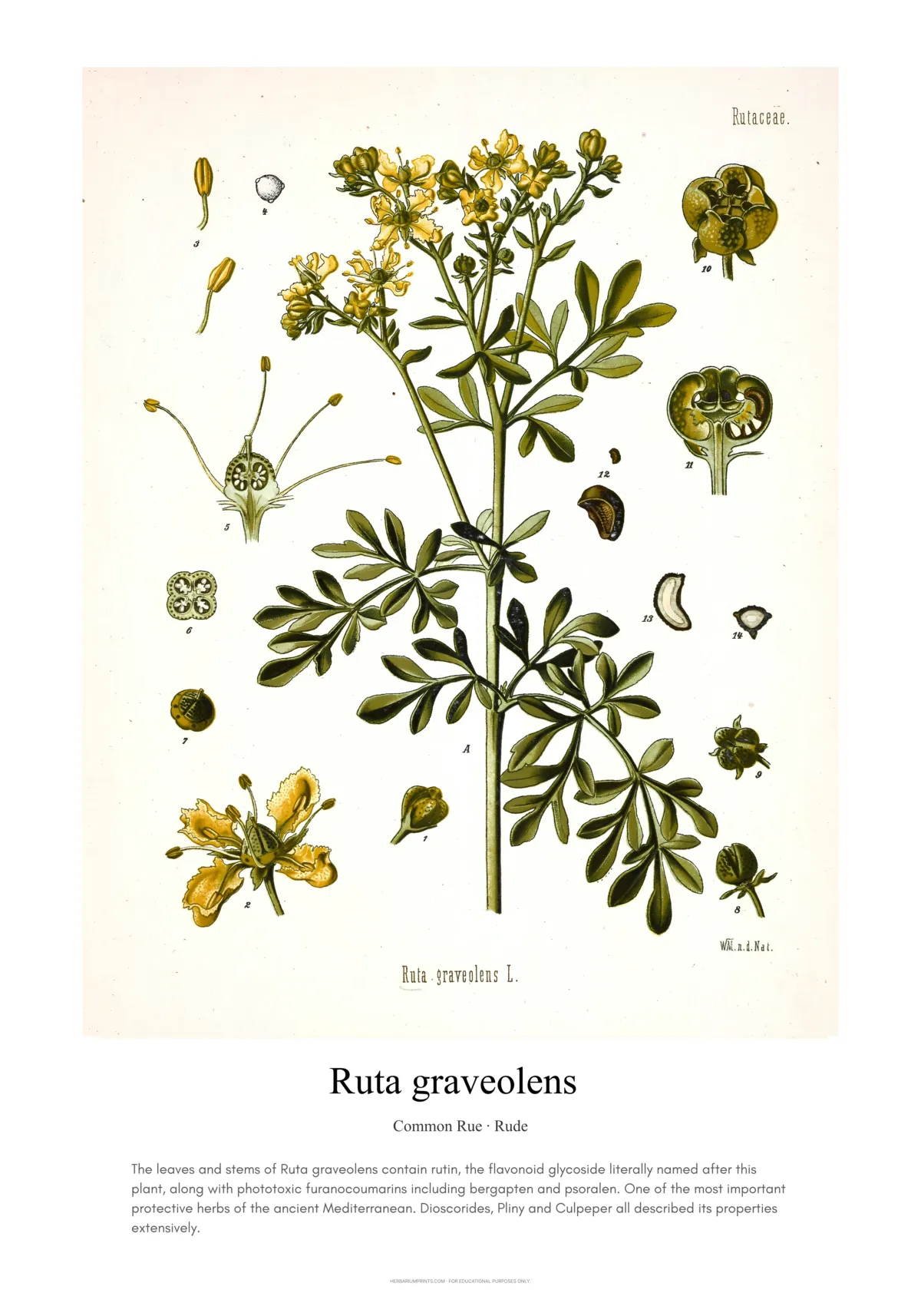 Ruta graveolens