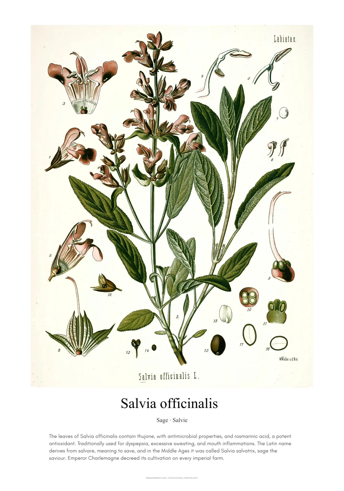 Salvia officinalis