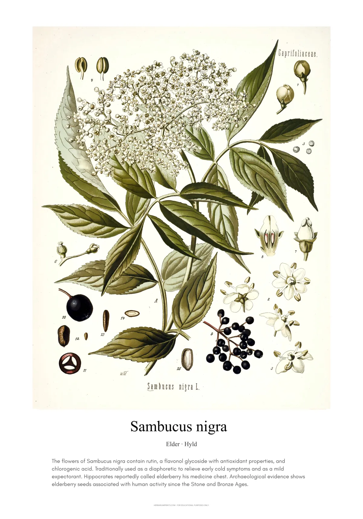 Sambucus nigra