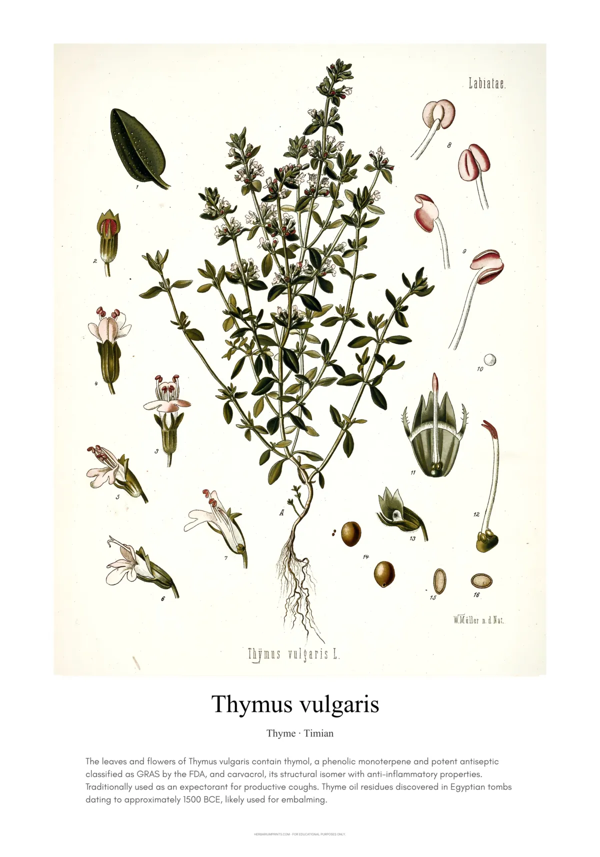 Thymus vulgaris
