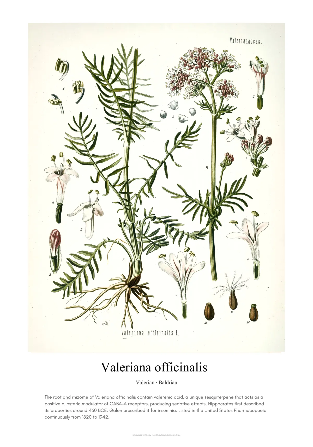 Valeriana officinalis
