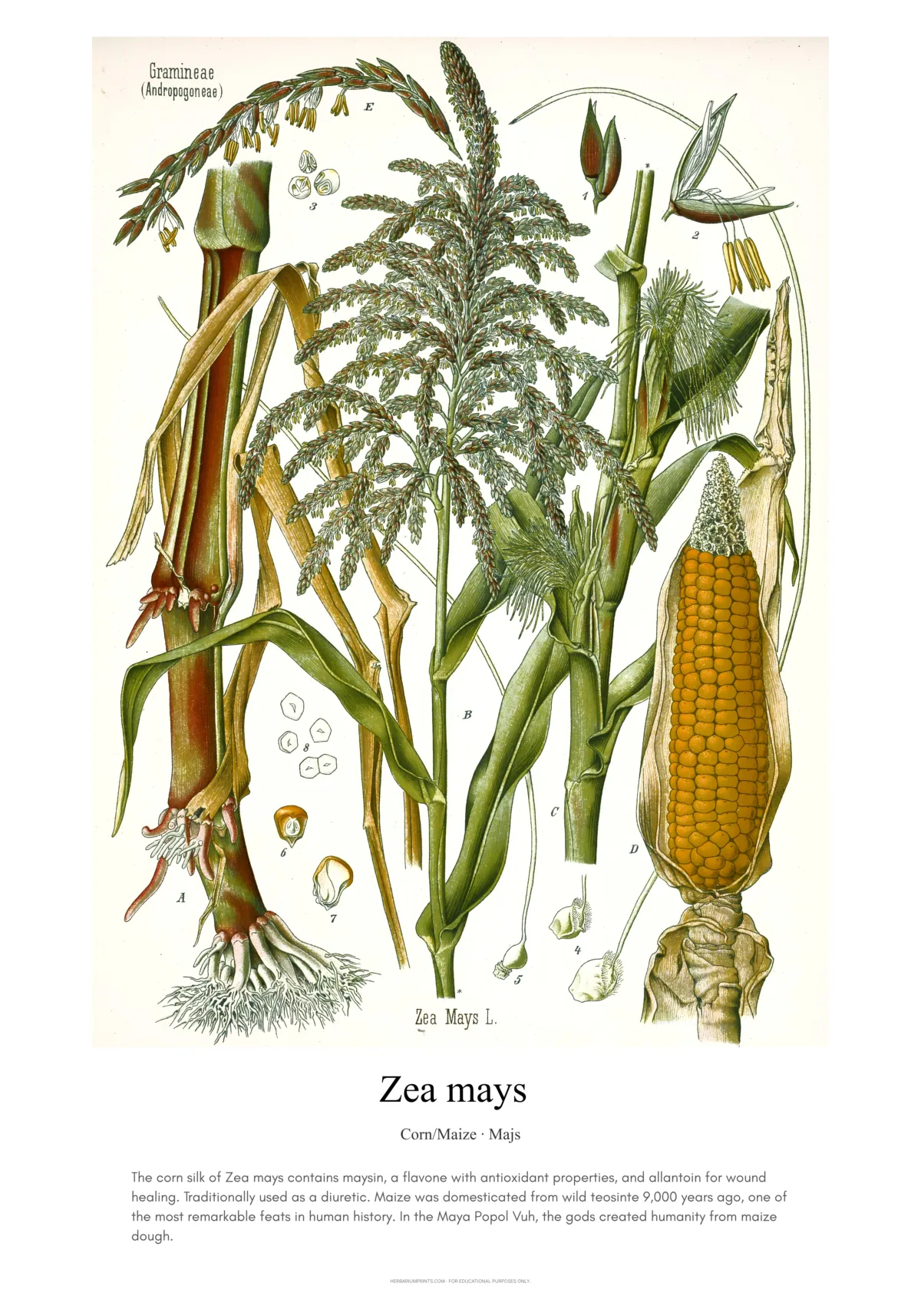 Zea mays