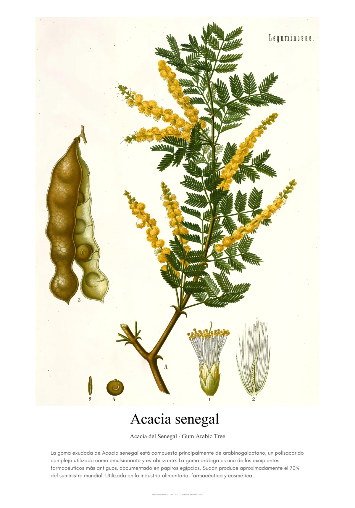 Acacia senegal