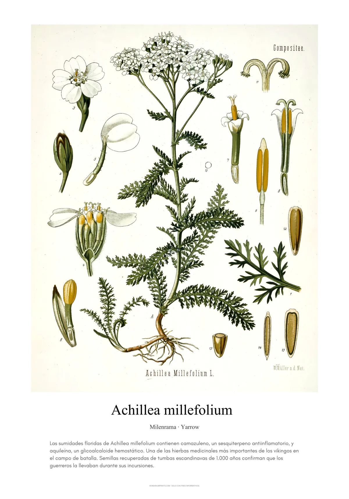 Achillea millefolium