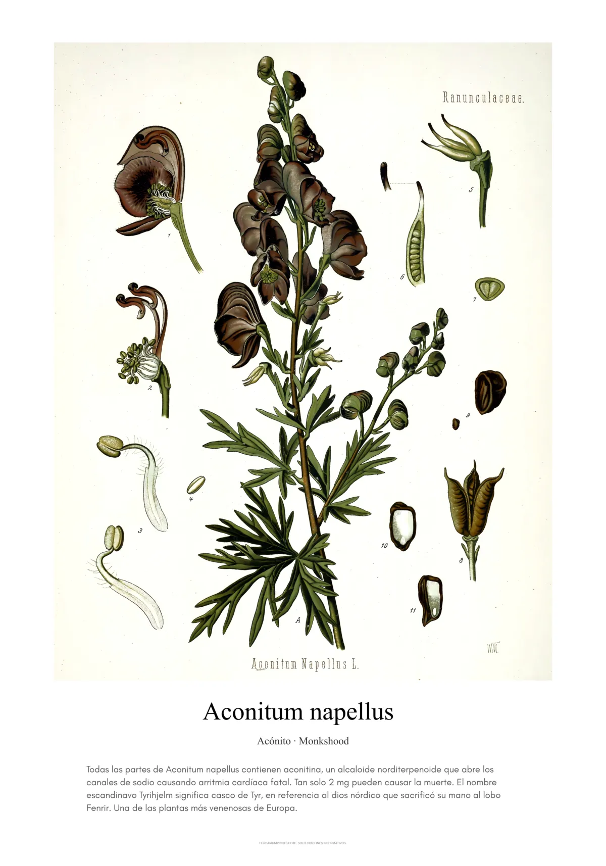 Aconitum napellus