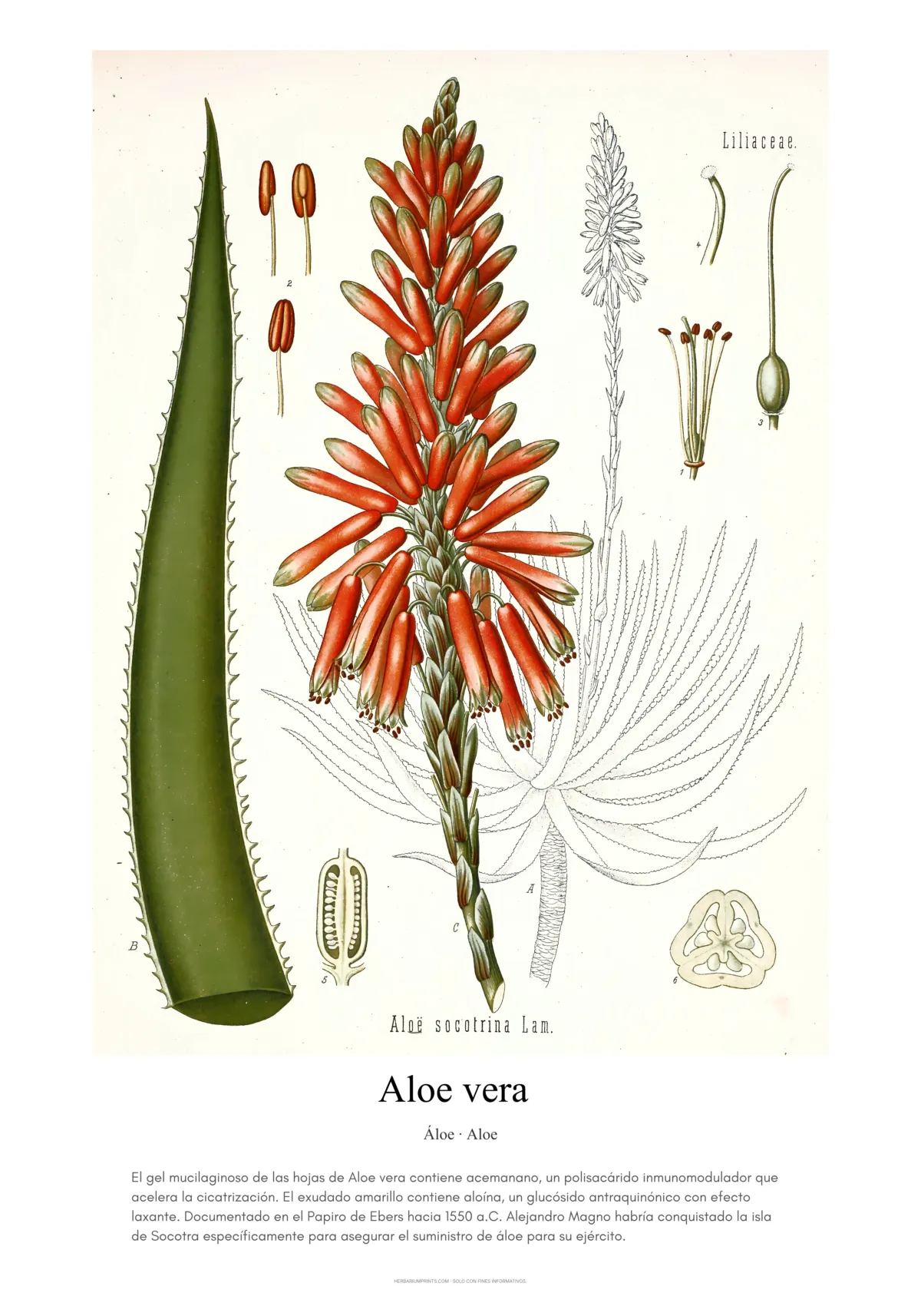 Aloe vera