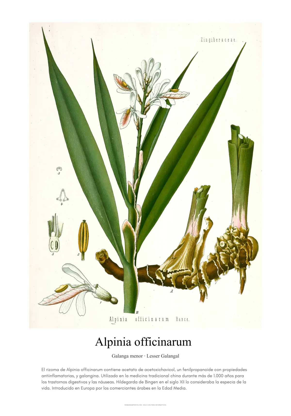 Alpinia officinarum