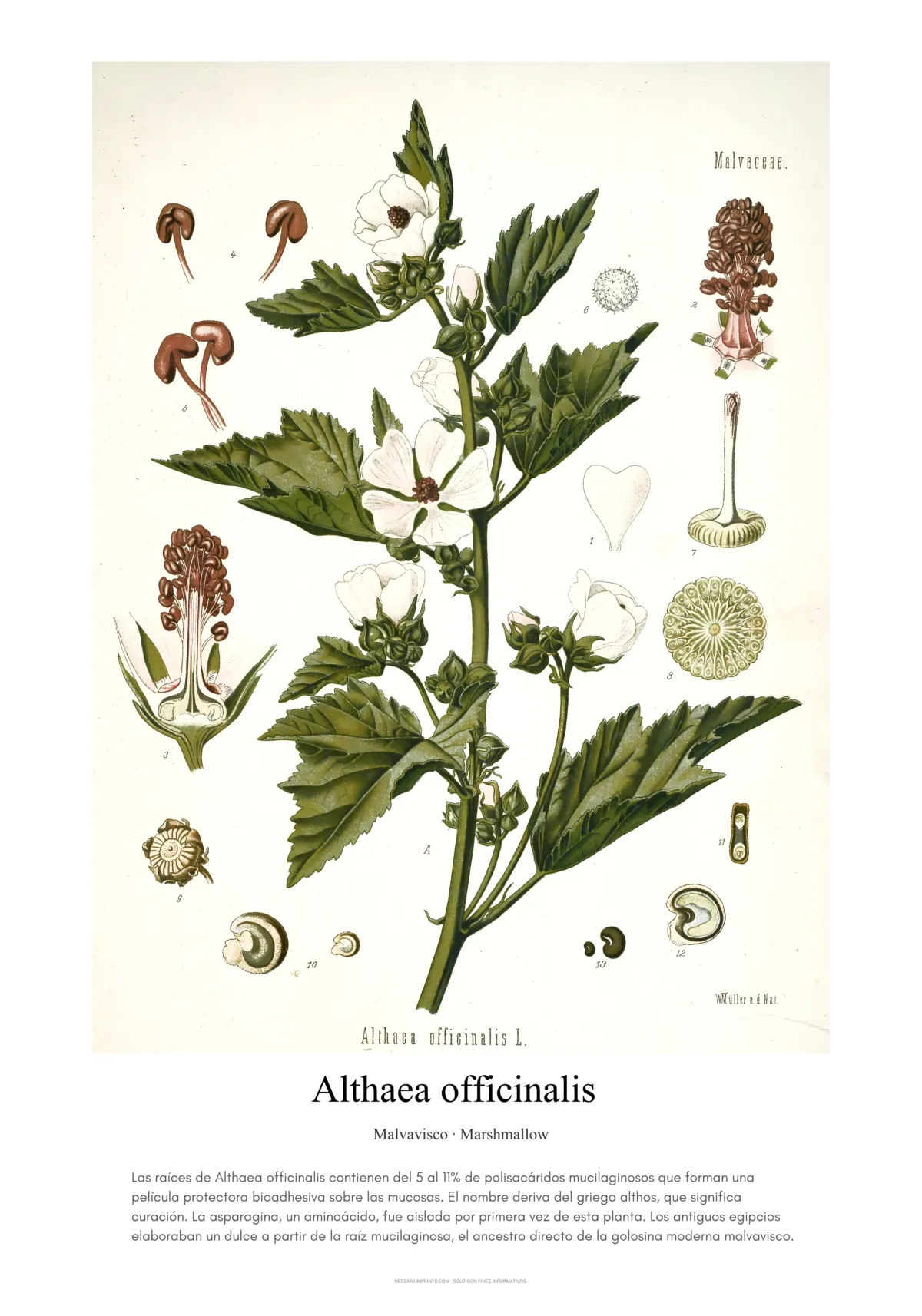 Althaea officinalis