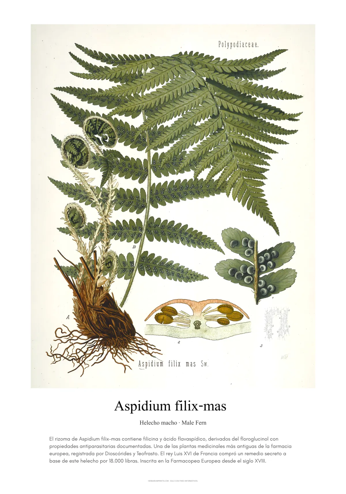 Aspidium filix-mas