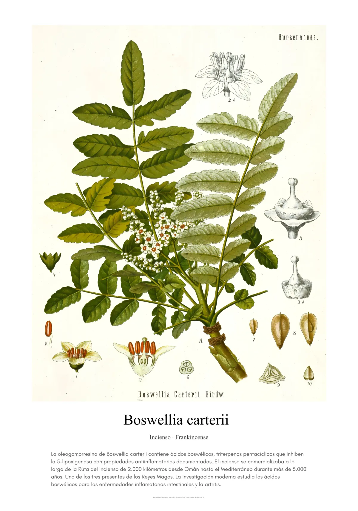 Boswellia carterii