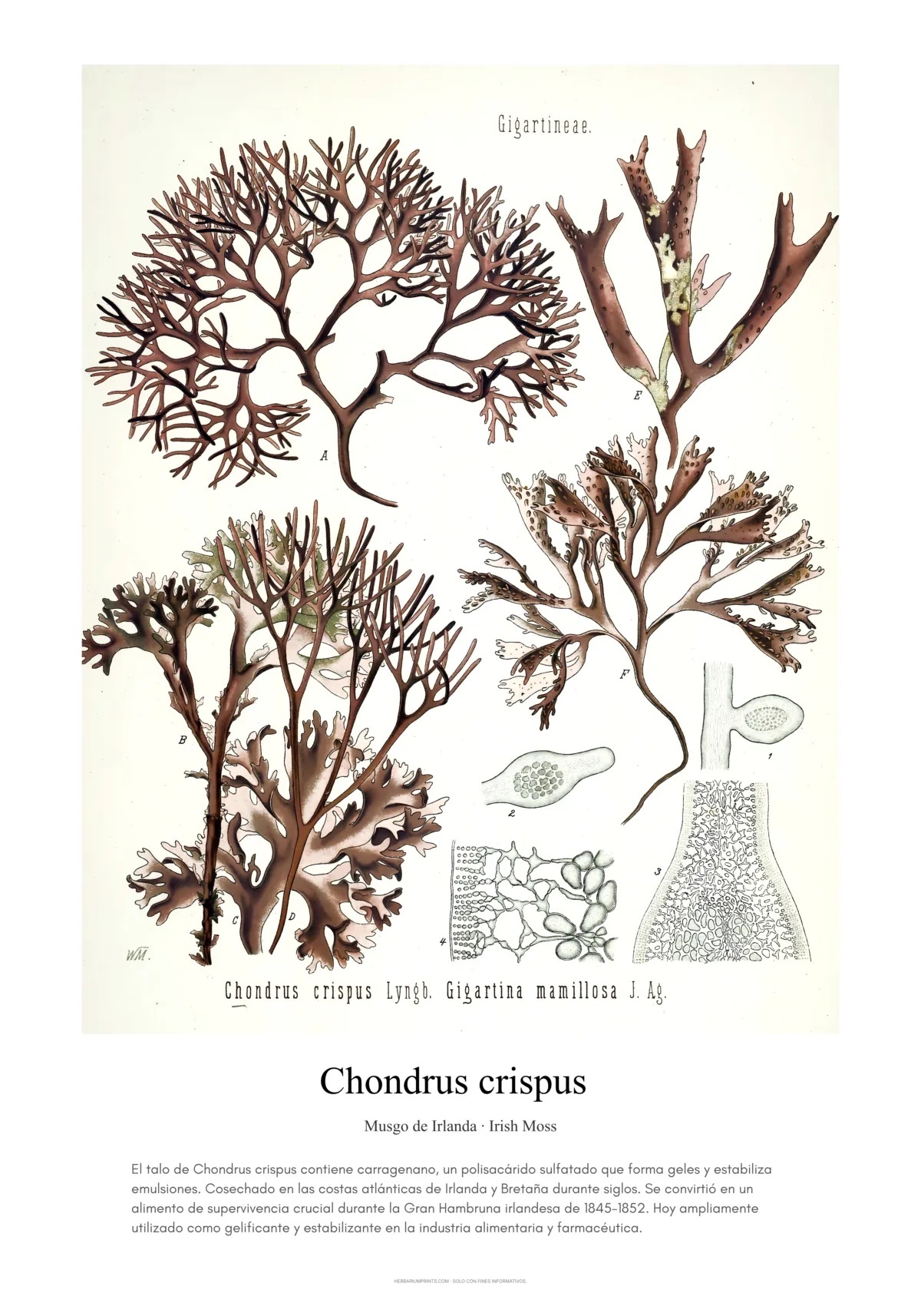 Chondrus crispus