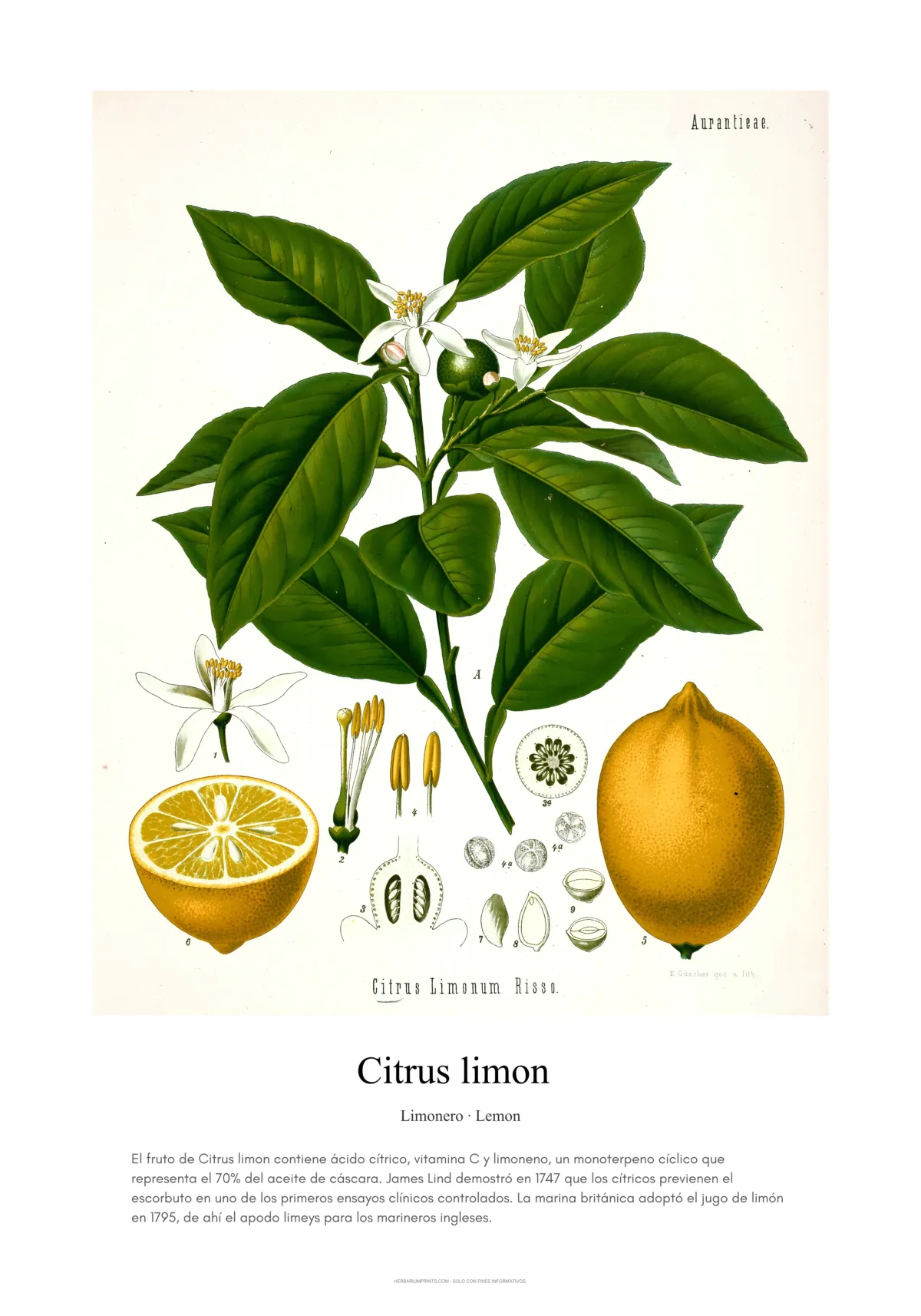 Citrus limon