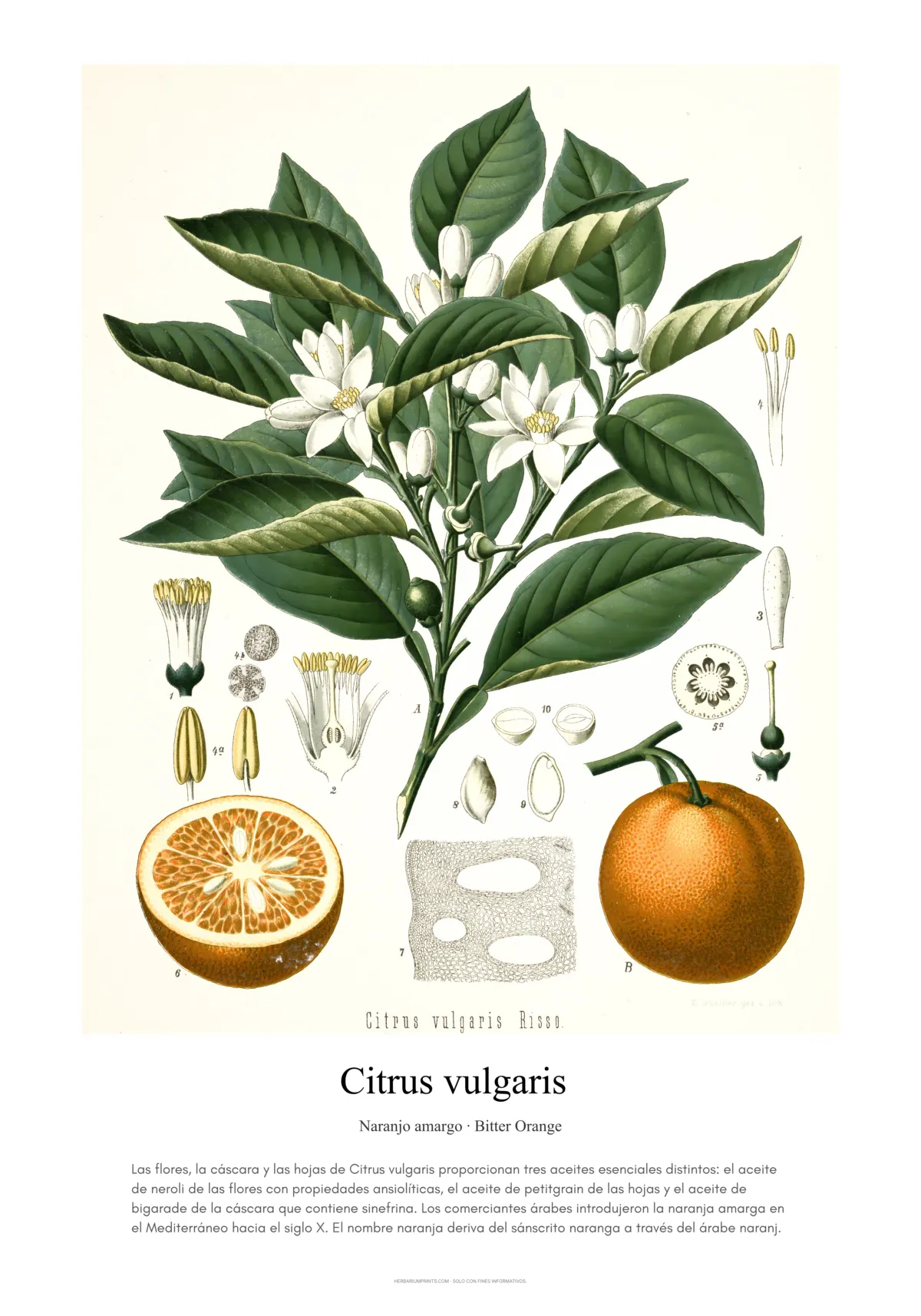 Citrus vulgaris