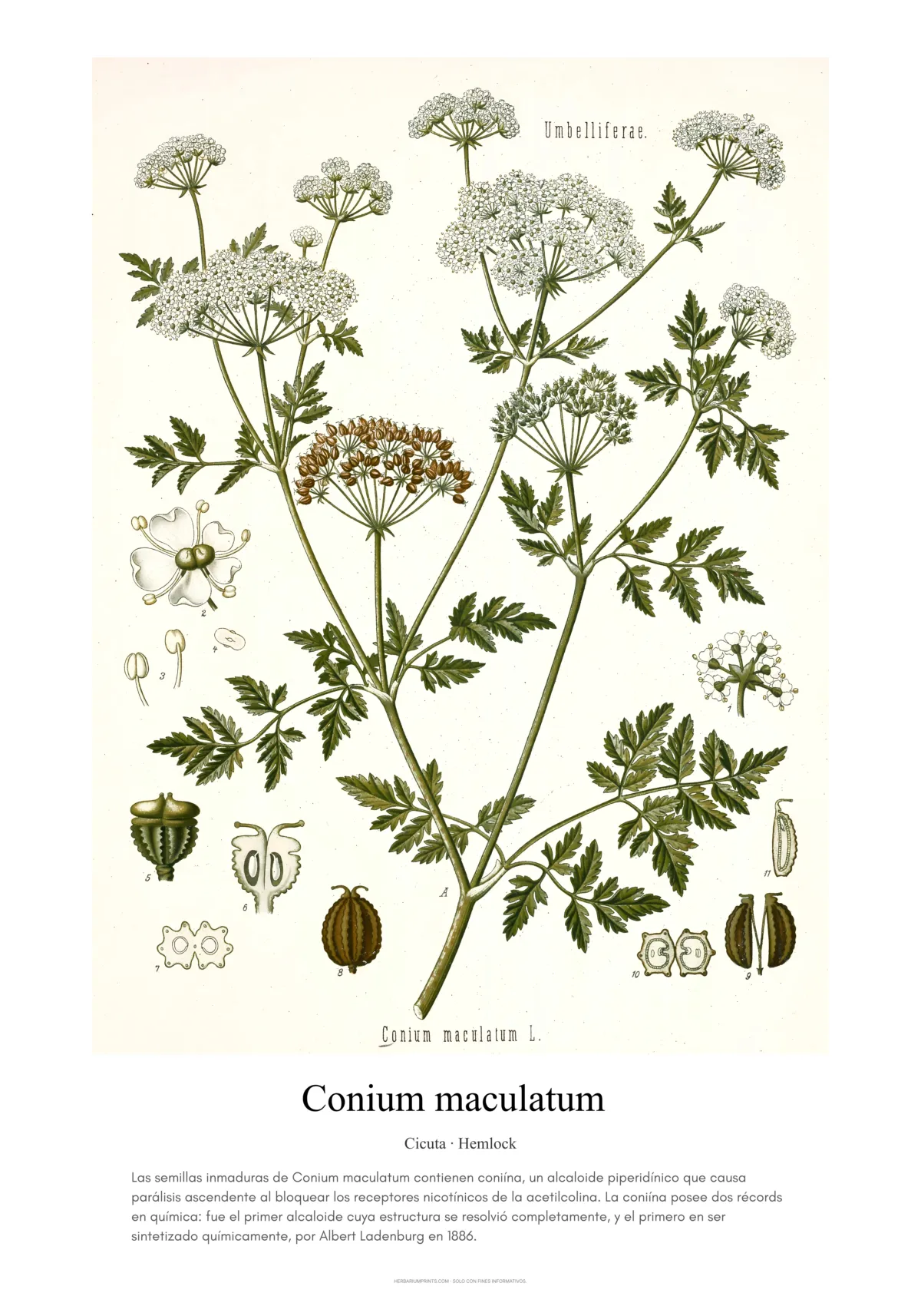 Conium maculatum