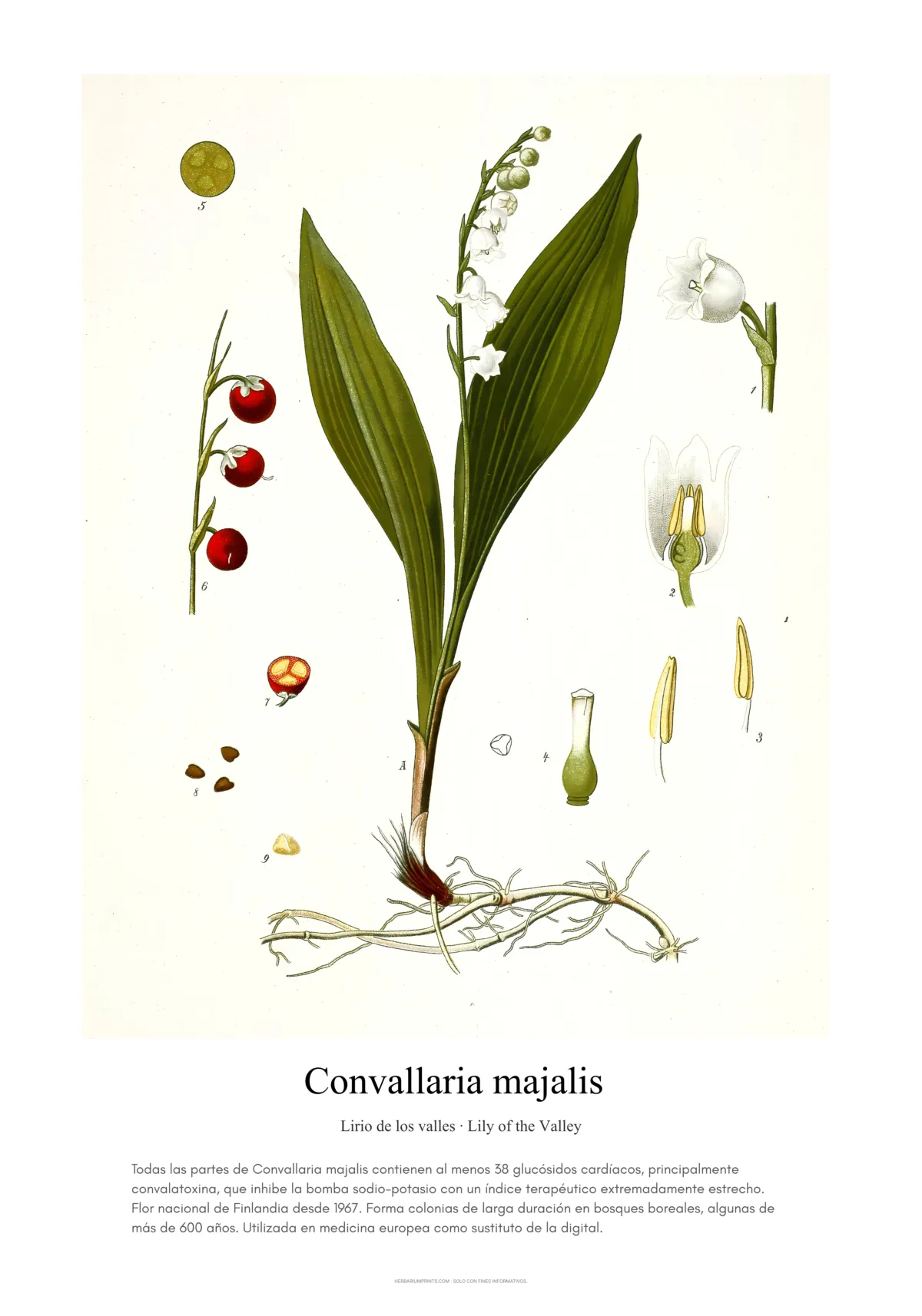 Convallaria majalis