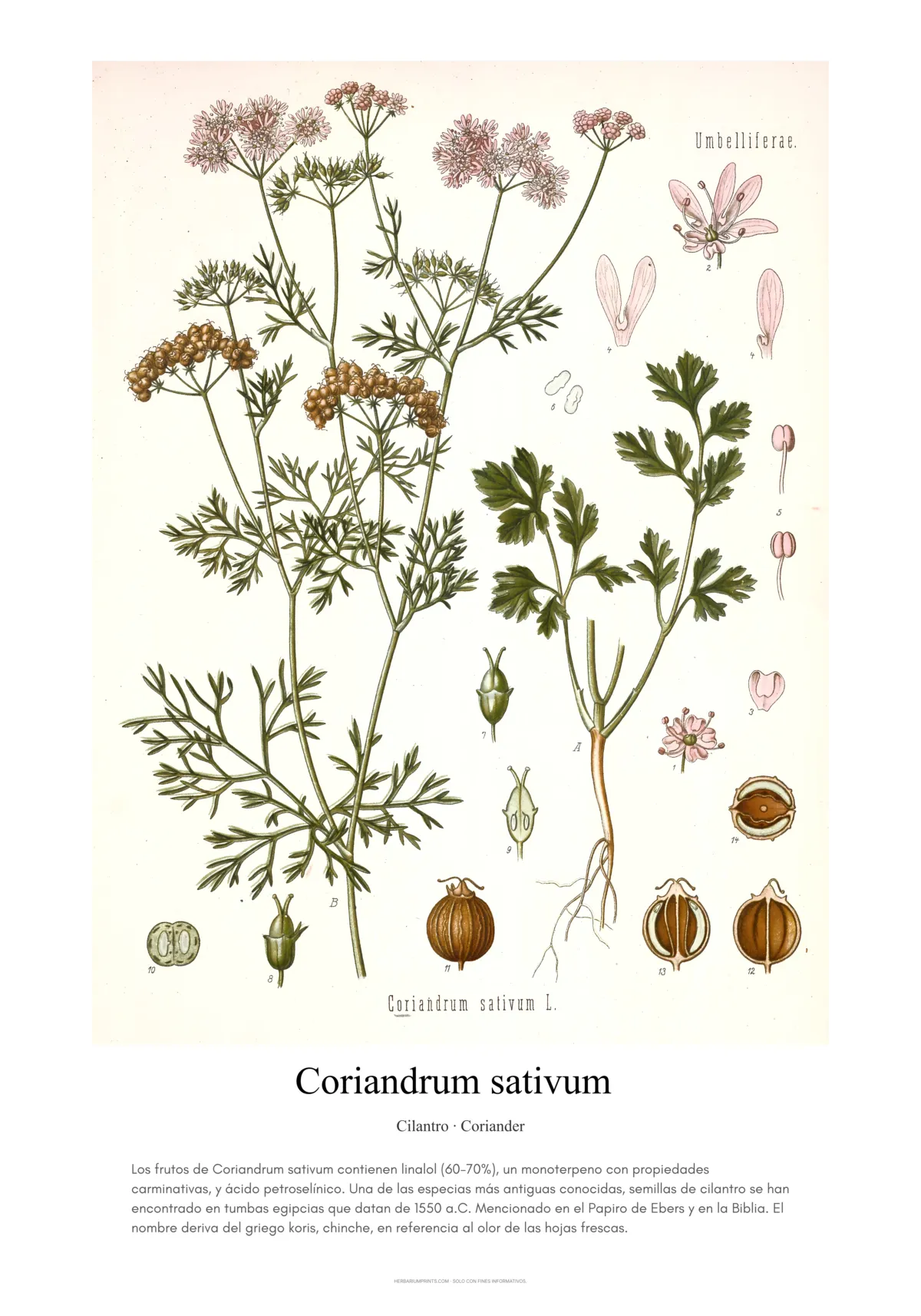 Coriandrum sativum