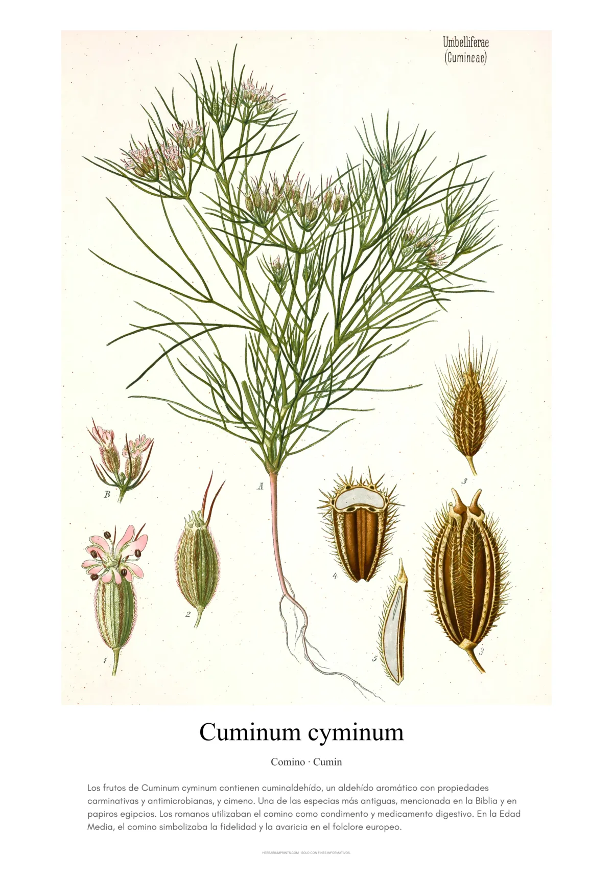 Cuminum cyminum