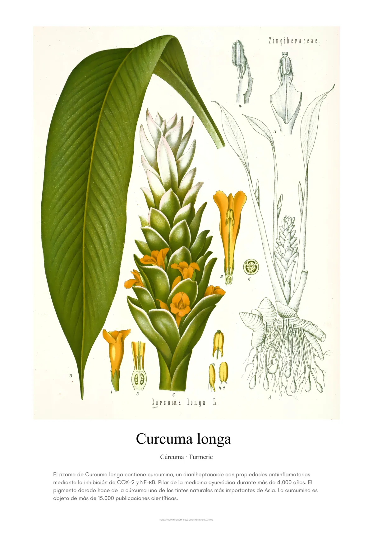 Curcuma longa
